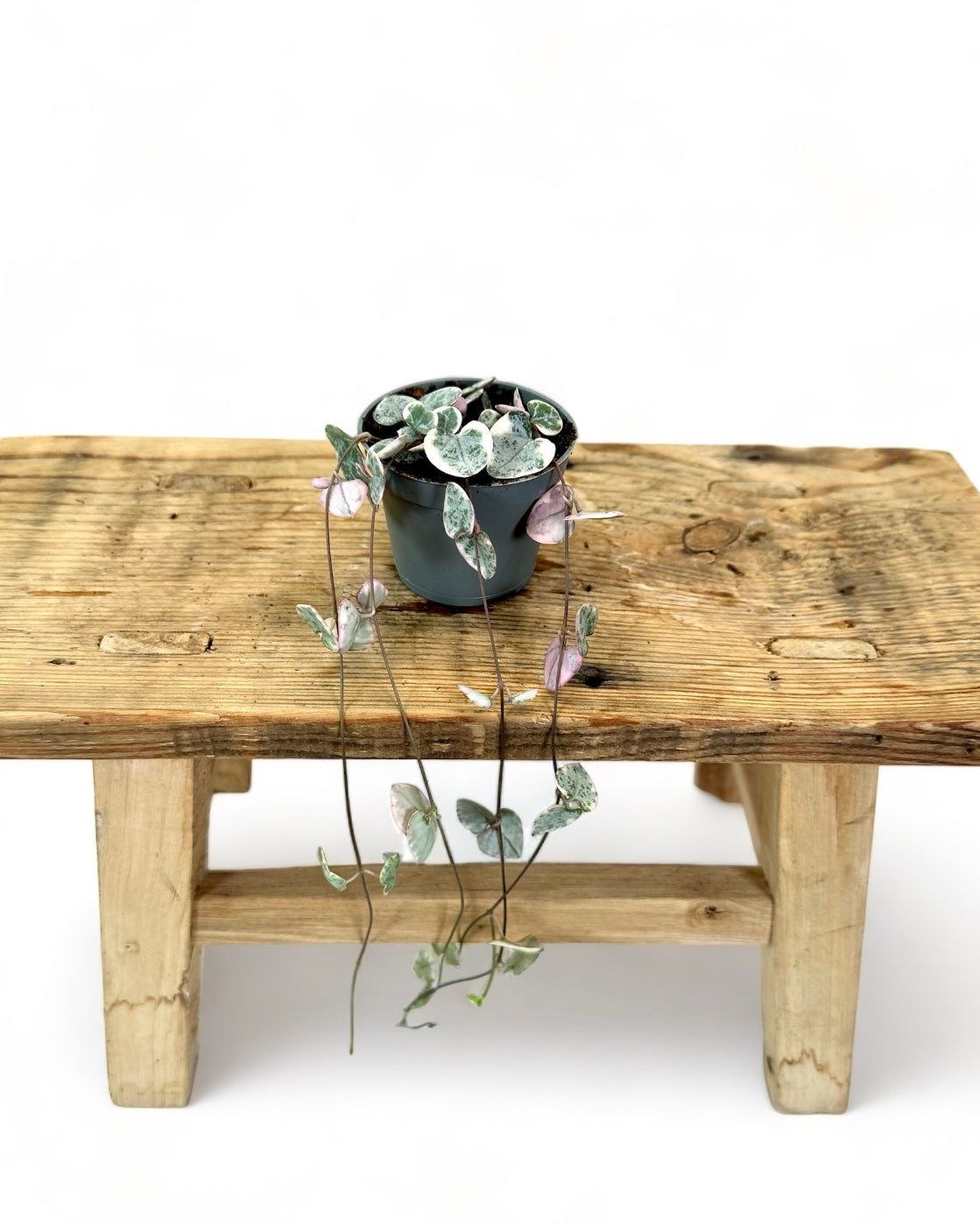 Ceropegia Woodii variegata - Baby plant