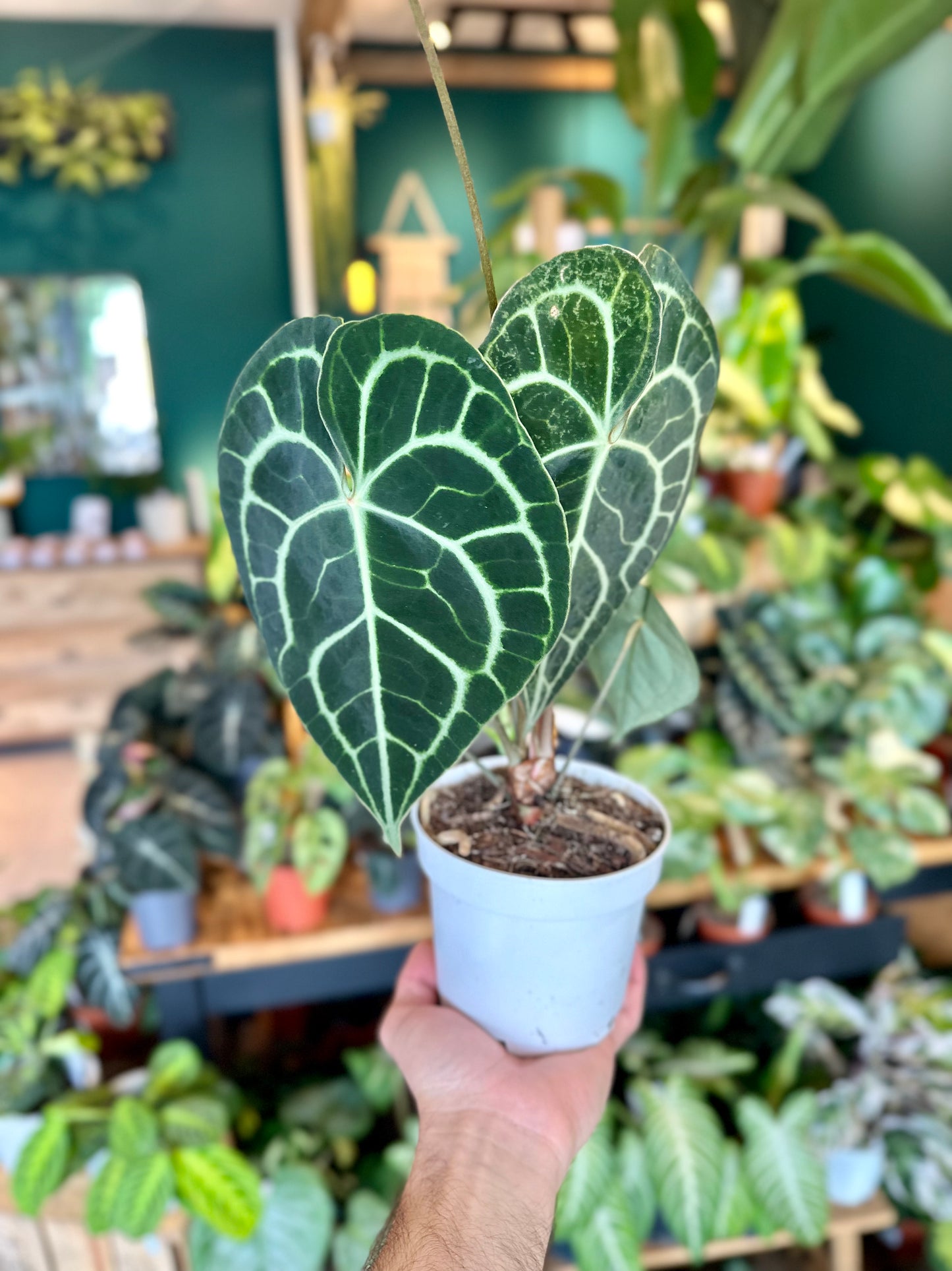 Anthurium Clarinervium