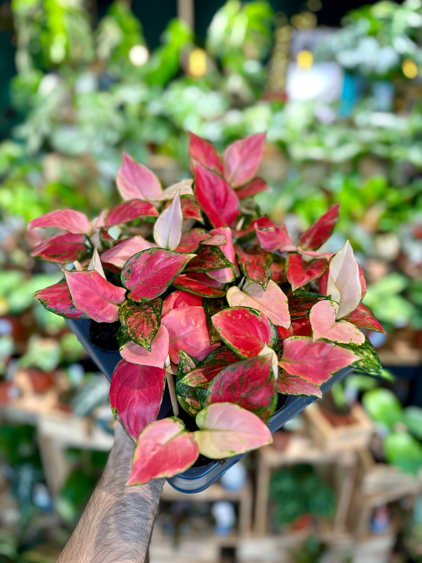 Aglaonema Pinky Promise - Baby plant