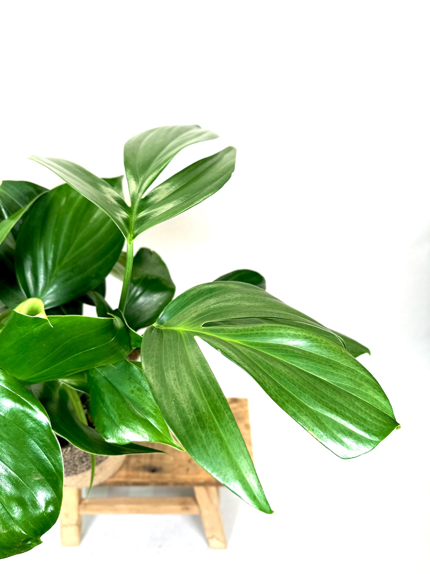 Philodendron Dragon Tail- Rhaphidophora Decursiva