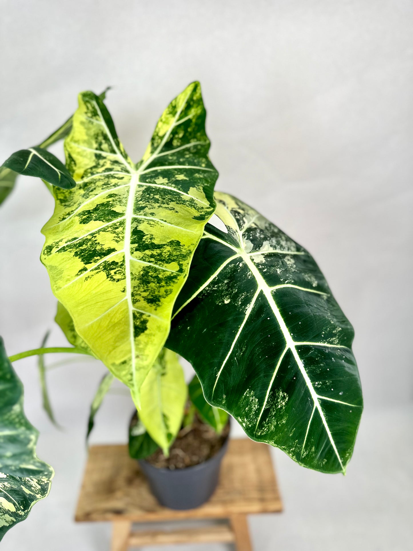 Alocasia Frydek variegata - Taille XL 1010