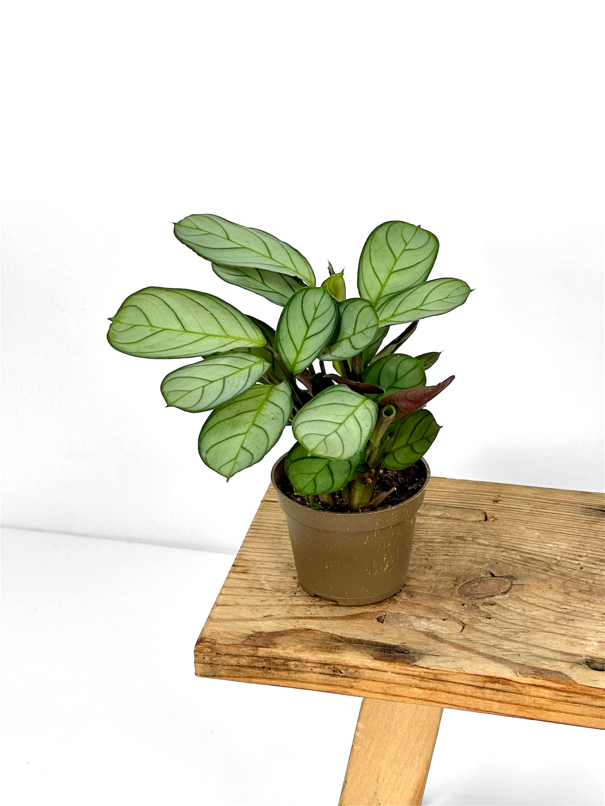 Ctenanthe Burle-marxii Amagris - Baby plant
