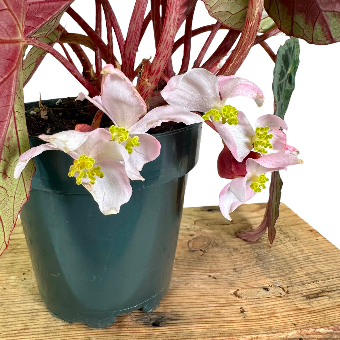 Begonia Burkillii Silver 'Edge form'