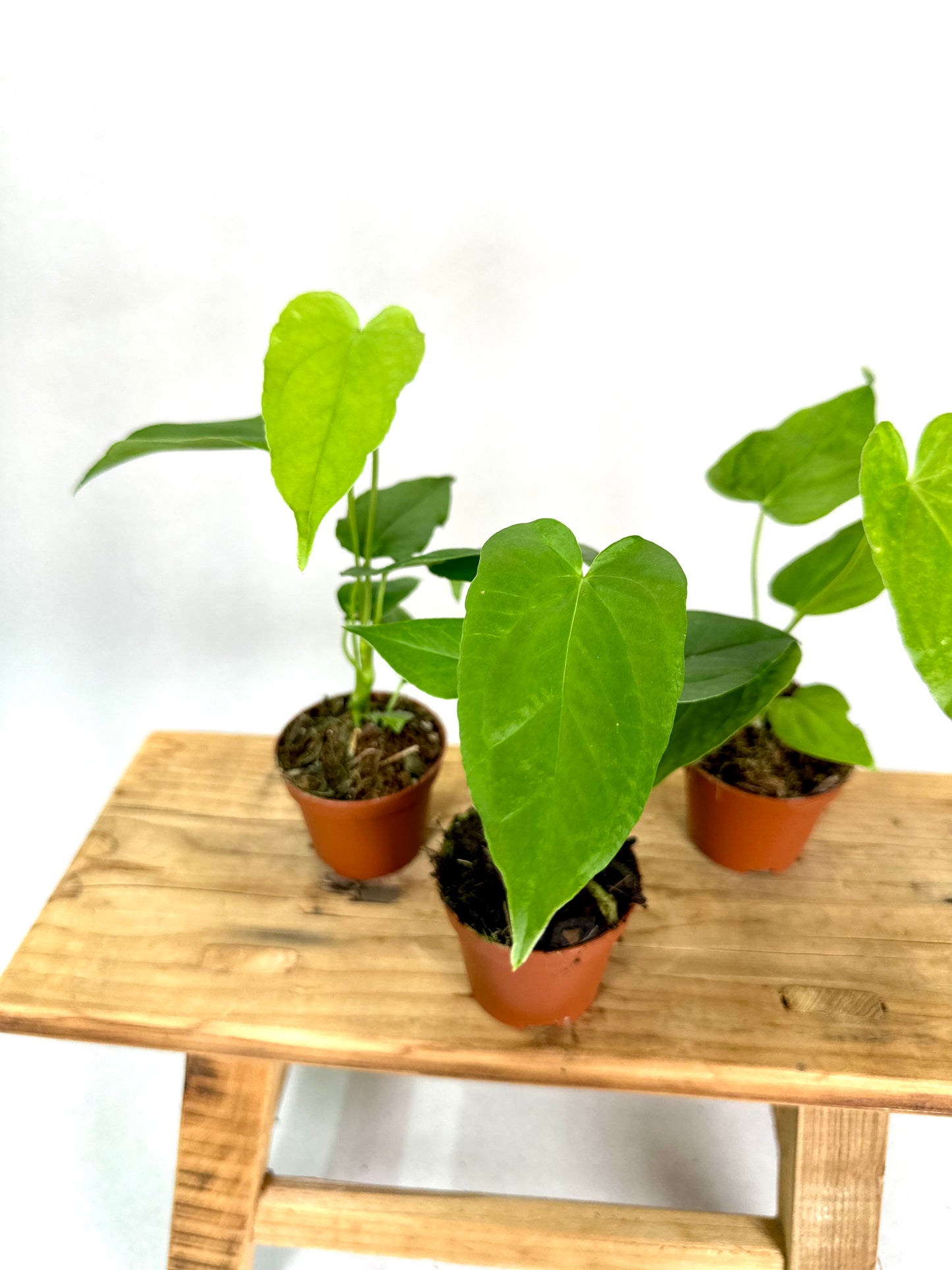 Anthurium Balaoanum - Baby plant
