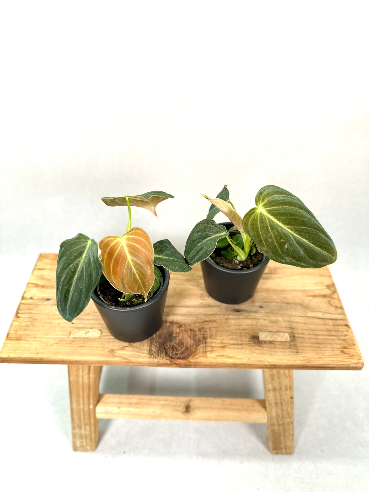 Philodendron Melanochrysum - Baby plant