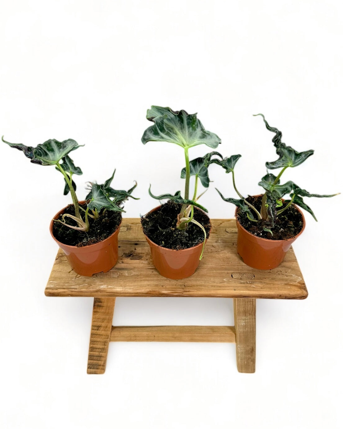 Alocasia Loco
