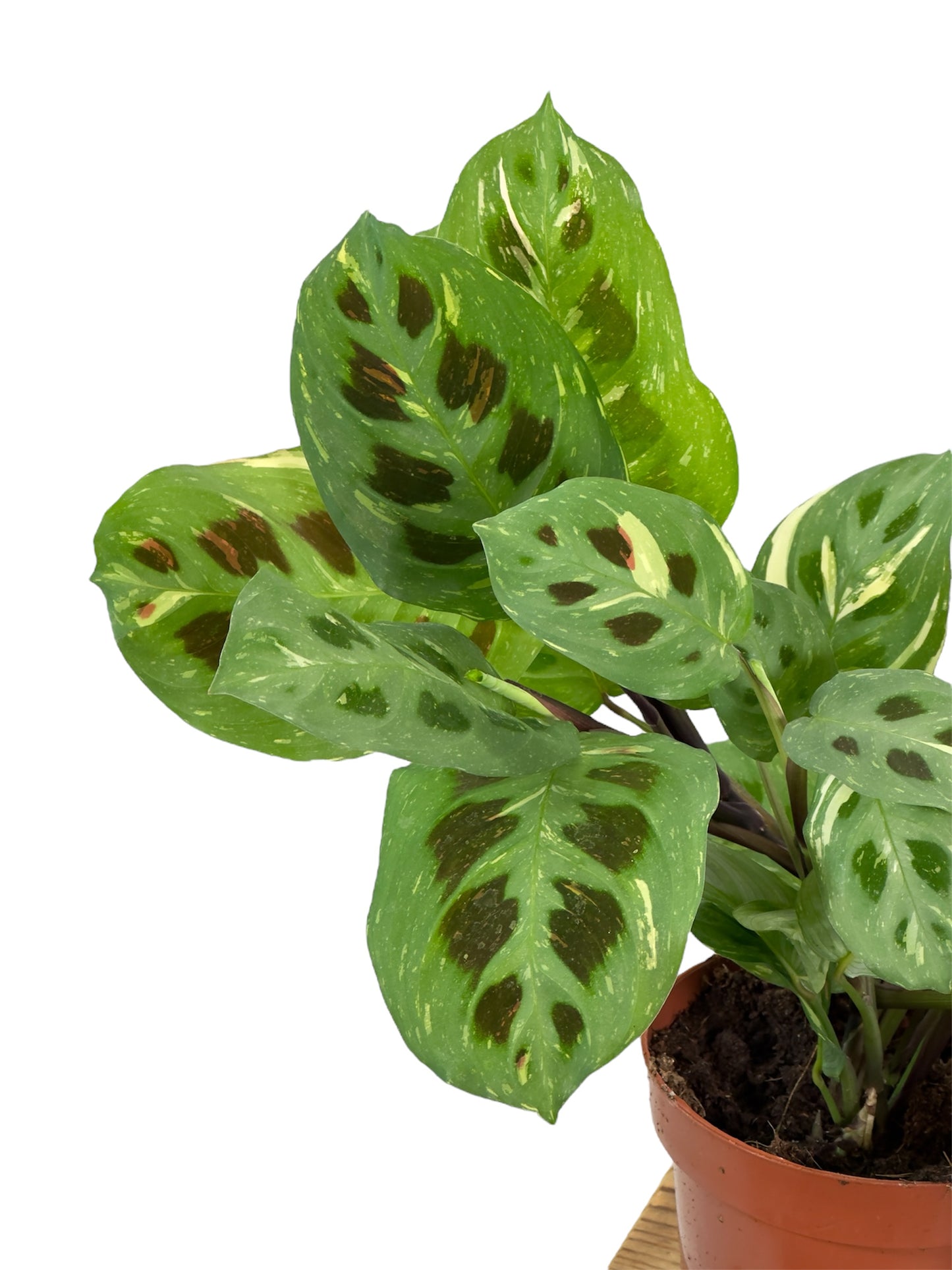 Maranta Leuconeura Kerchoveana variegata