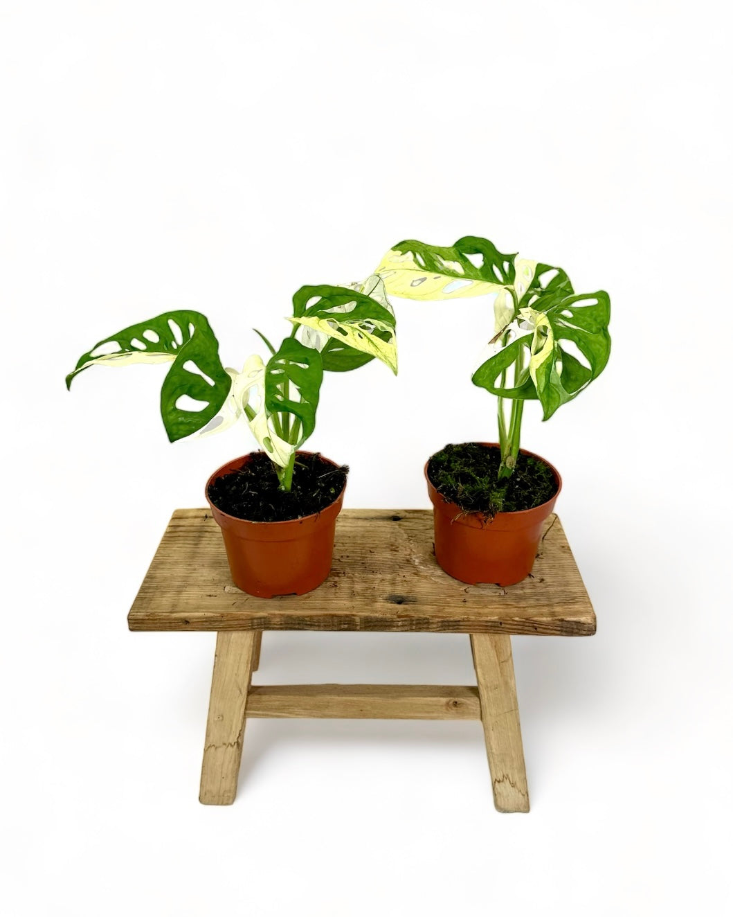 Monstera Adansonii variegata