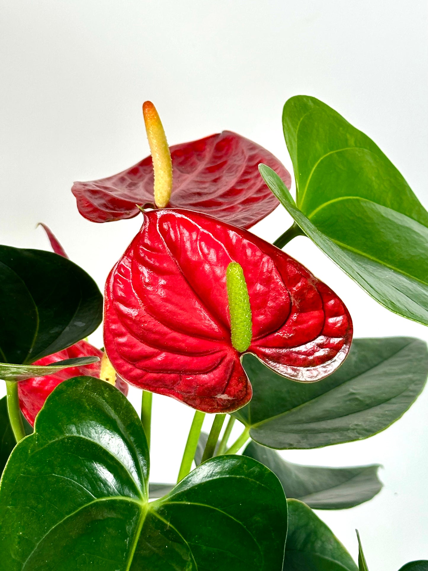 Anthurium Royal Rouge