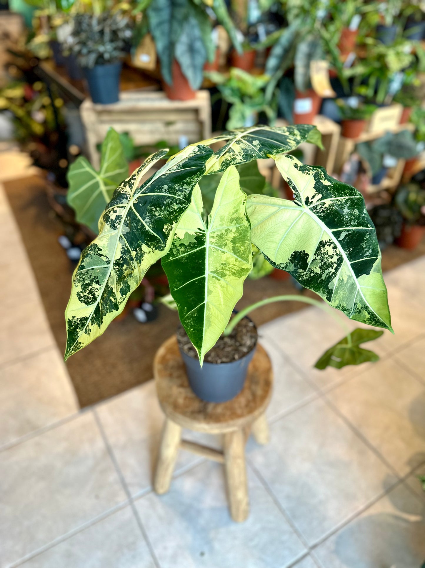 Alocasia Frydek variegata - Taille XL 1009
