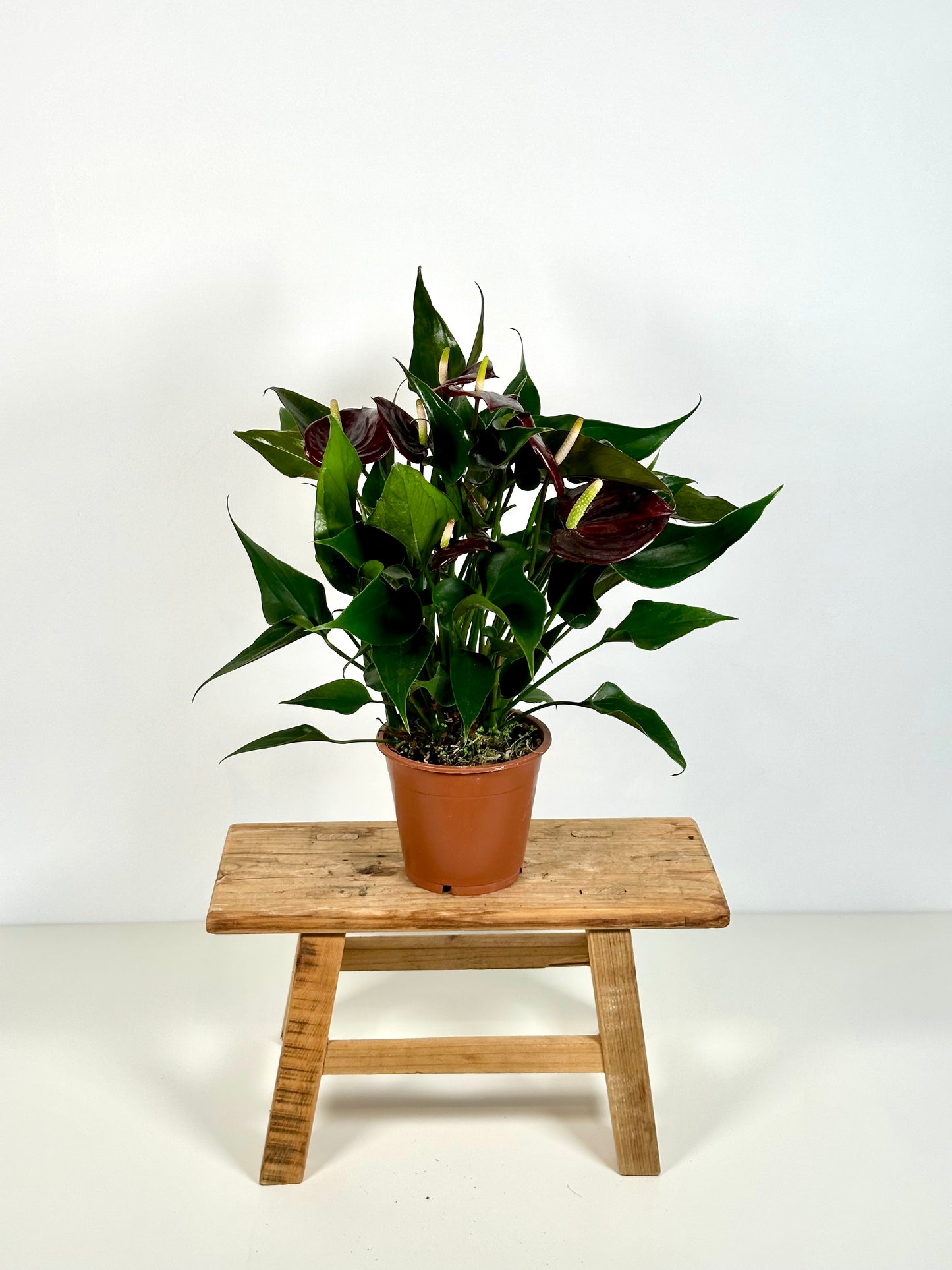 Anthurium Royal Pourpre