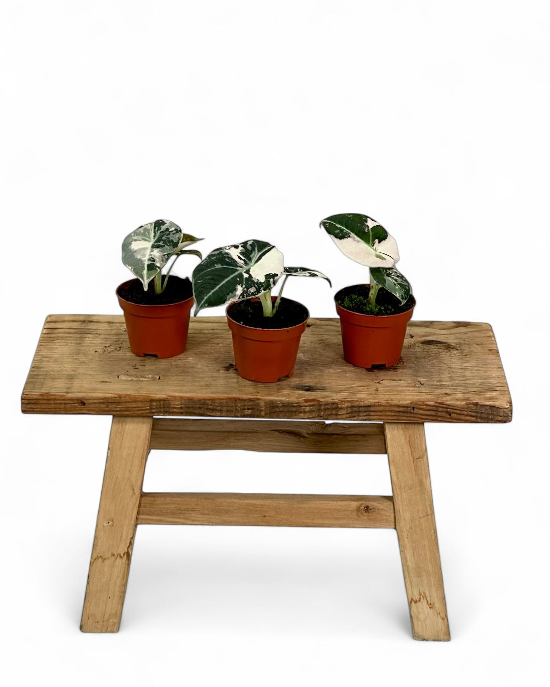 Alocasia Black Velvet Pink variegata - Baby plant