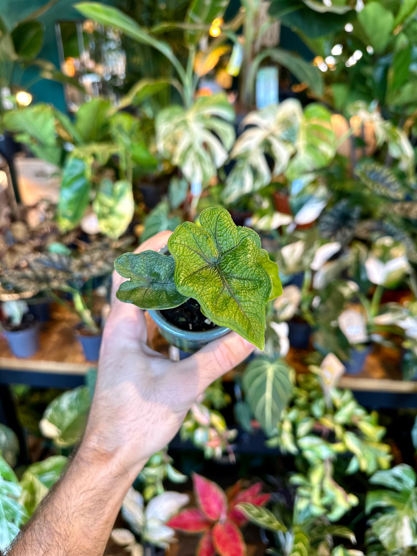 Alocasia Jacklyn - Baby plant