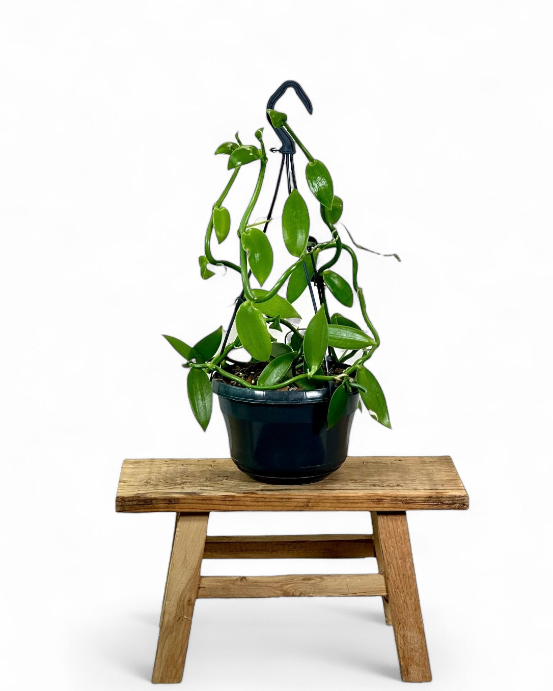Plante de vanille ''Vanilla Planifolia'' - suspension