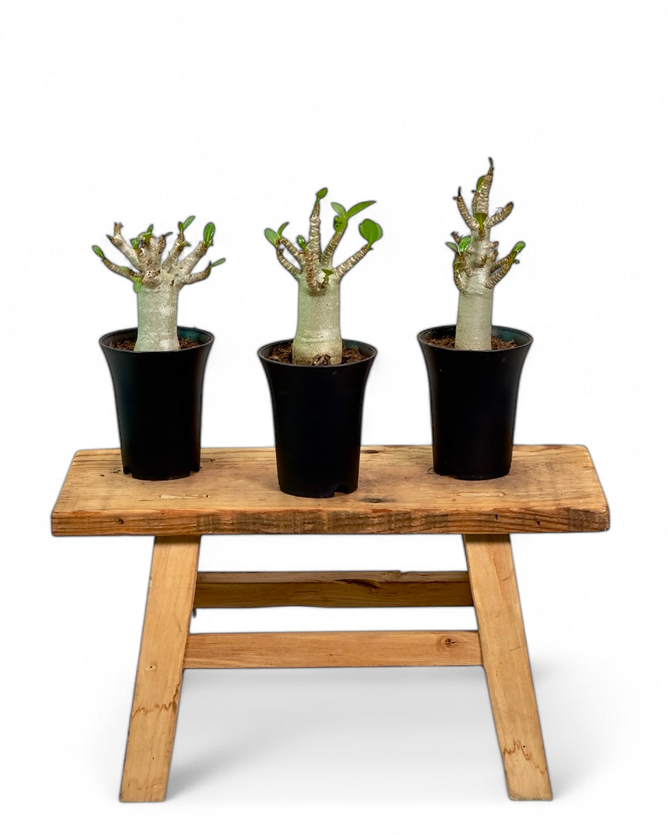 Adenium Obesum Baobab - Rose du désert - Baby plant
