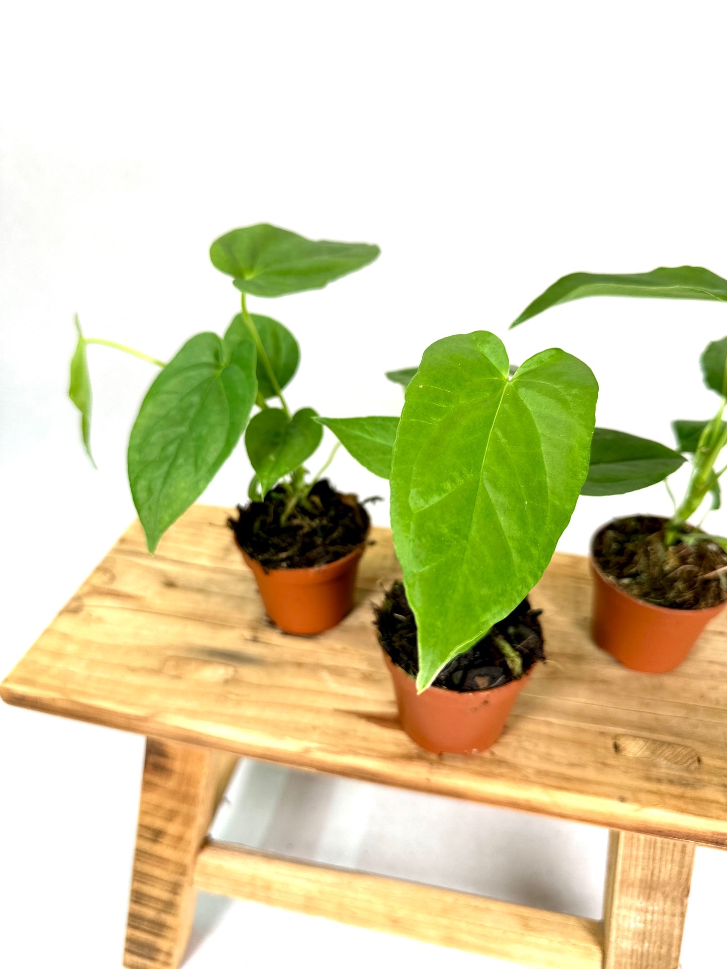 Anthurium Balaoanum - Baby plant