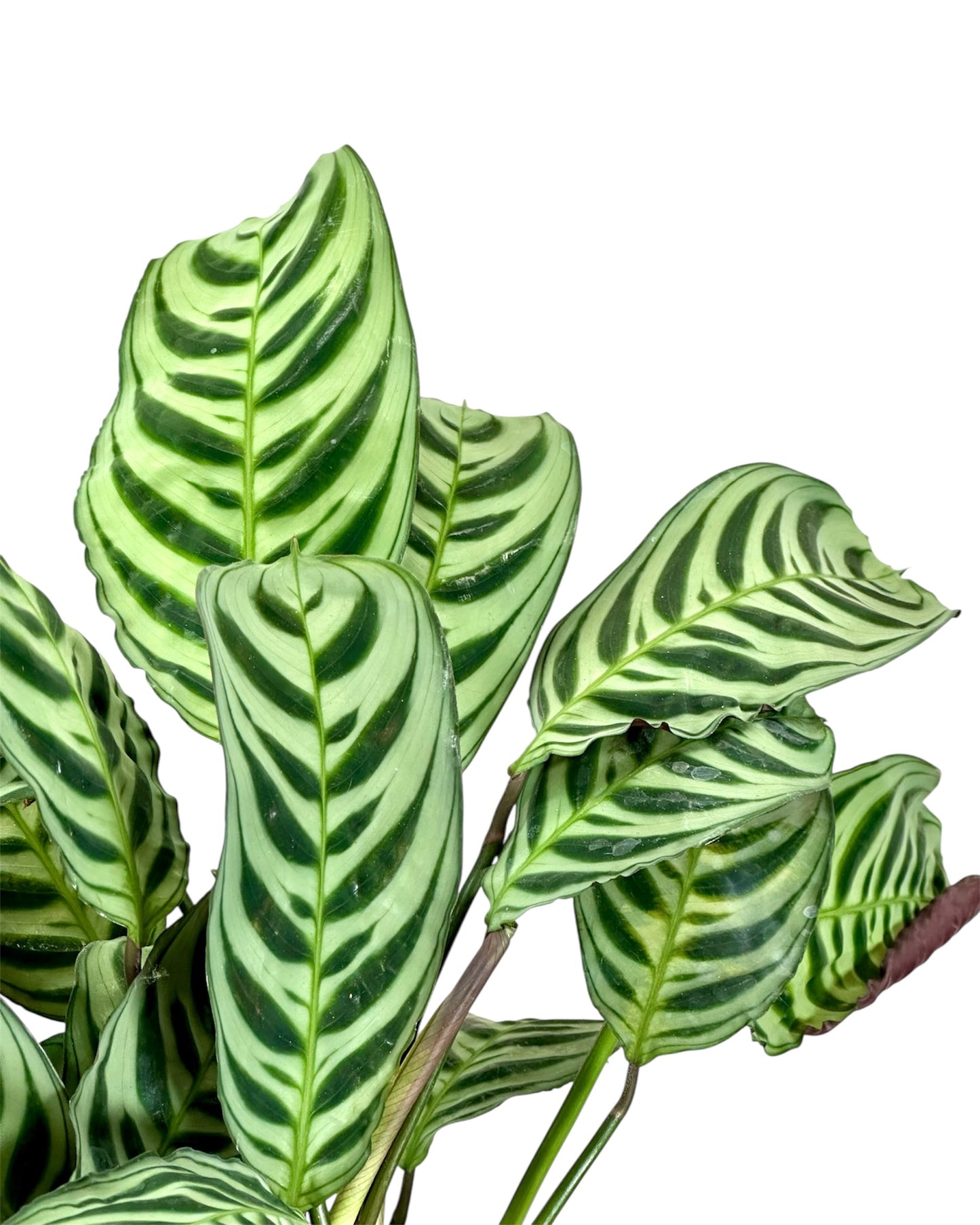 Calathea Compactstar