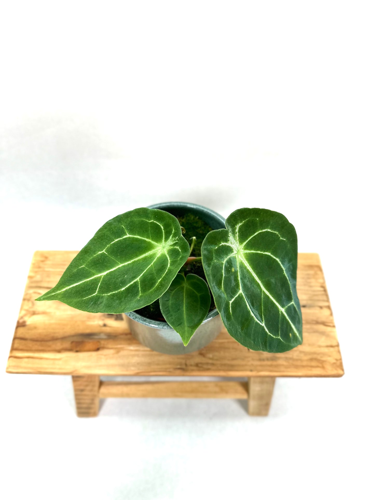 Anthurium Forgetii Silver