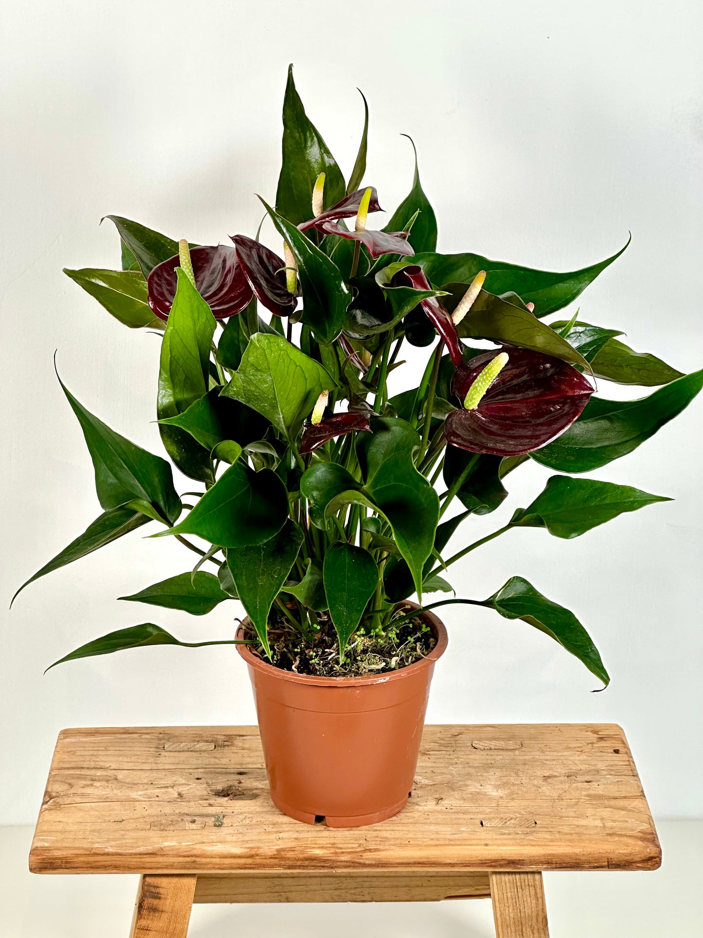 Anthurium Royal Pourpre