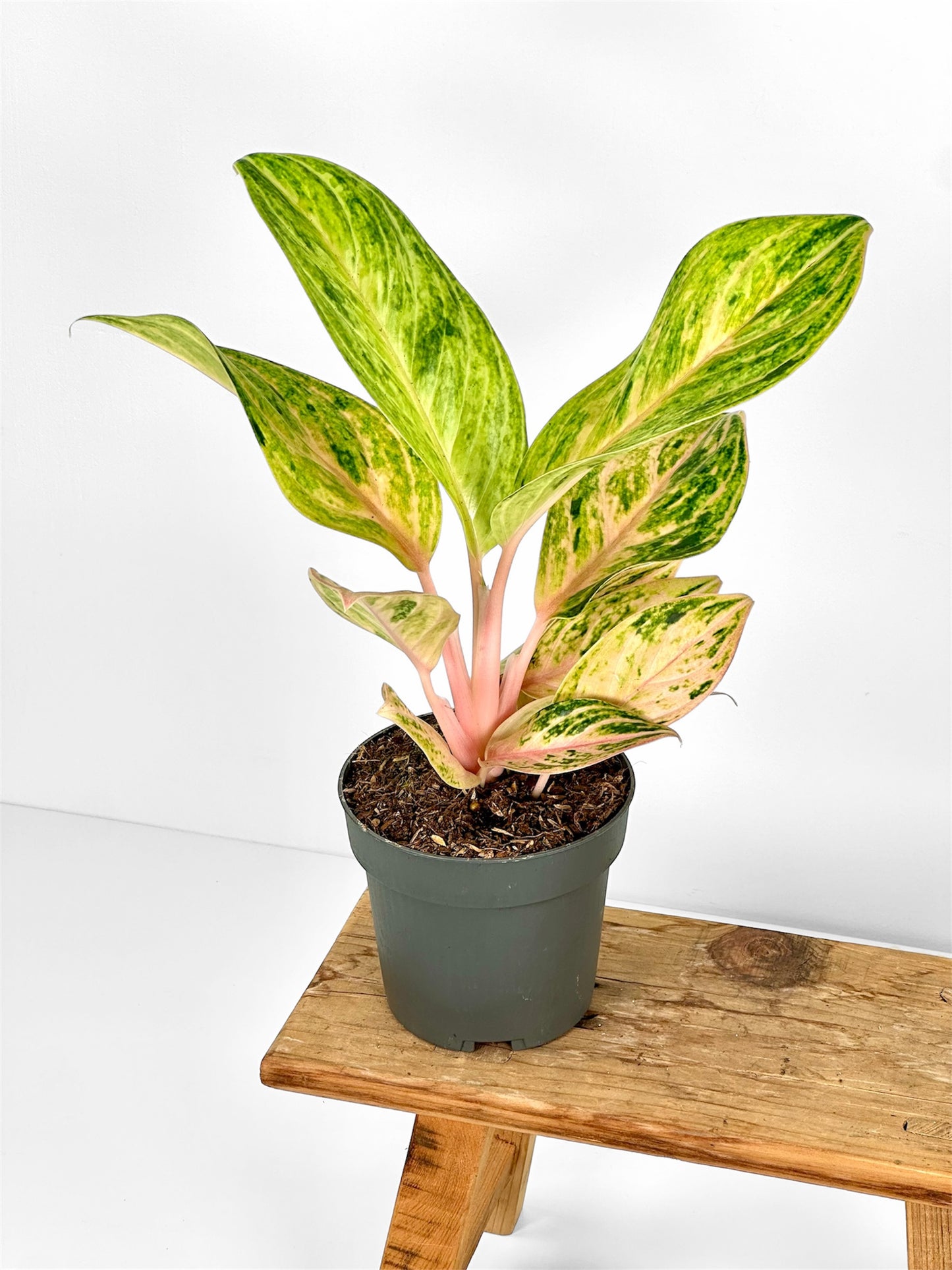 Aglaonema Peach Pearl