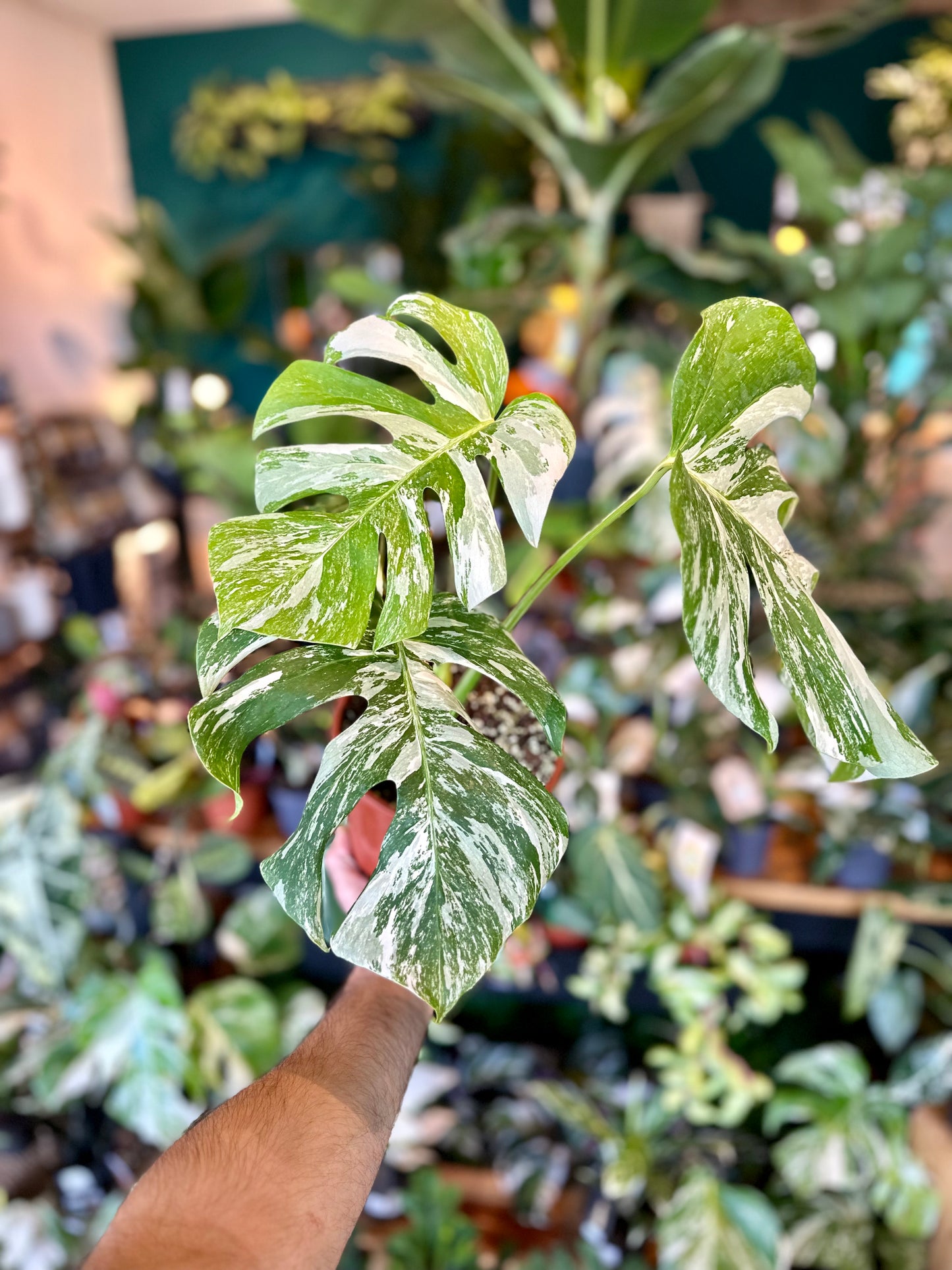 Monstera Deliciosa variegata 1002