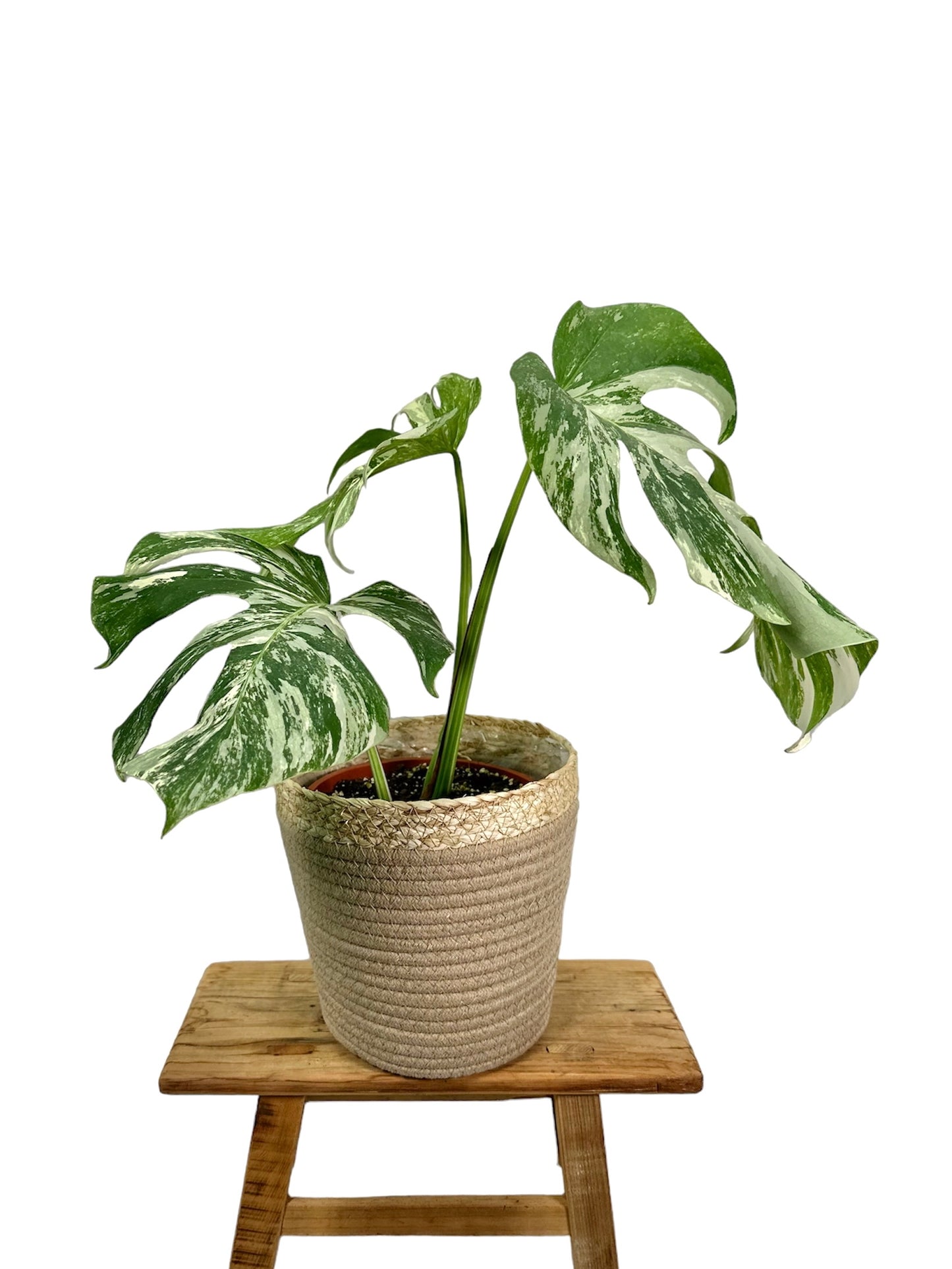 Monstera Deliciosa variegata 1002