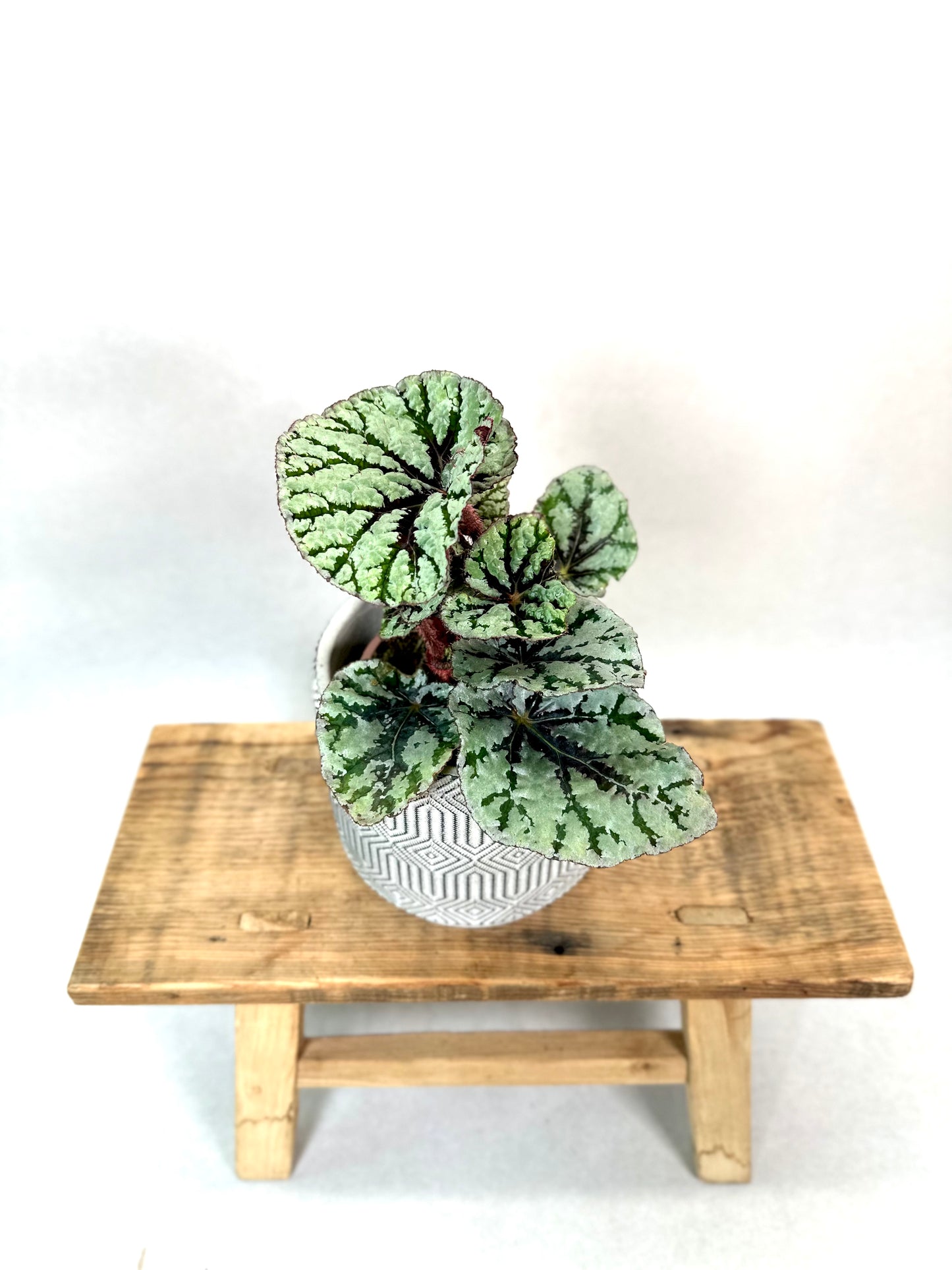 Begonia Rex Fedor