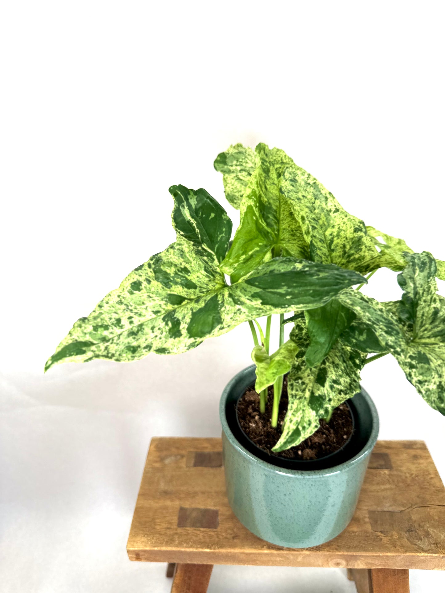 Syngonium Mottled Mojito
