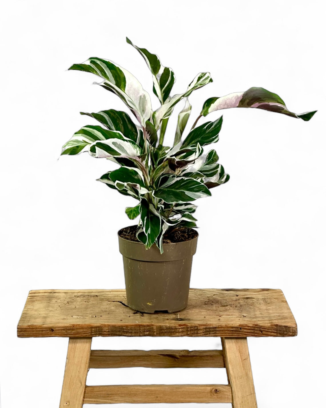Calathea White Fusion
