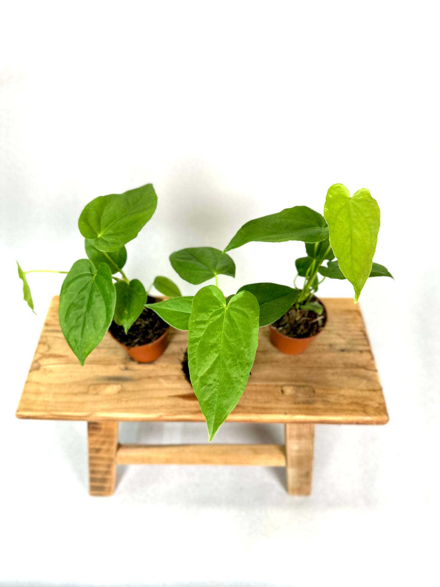 Anthurium Balaoanum - Baby plant