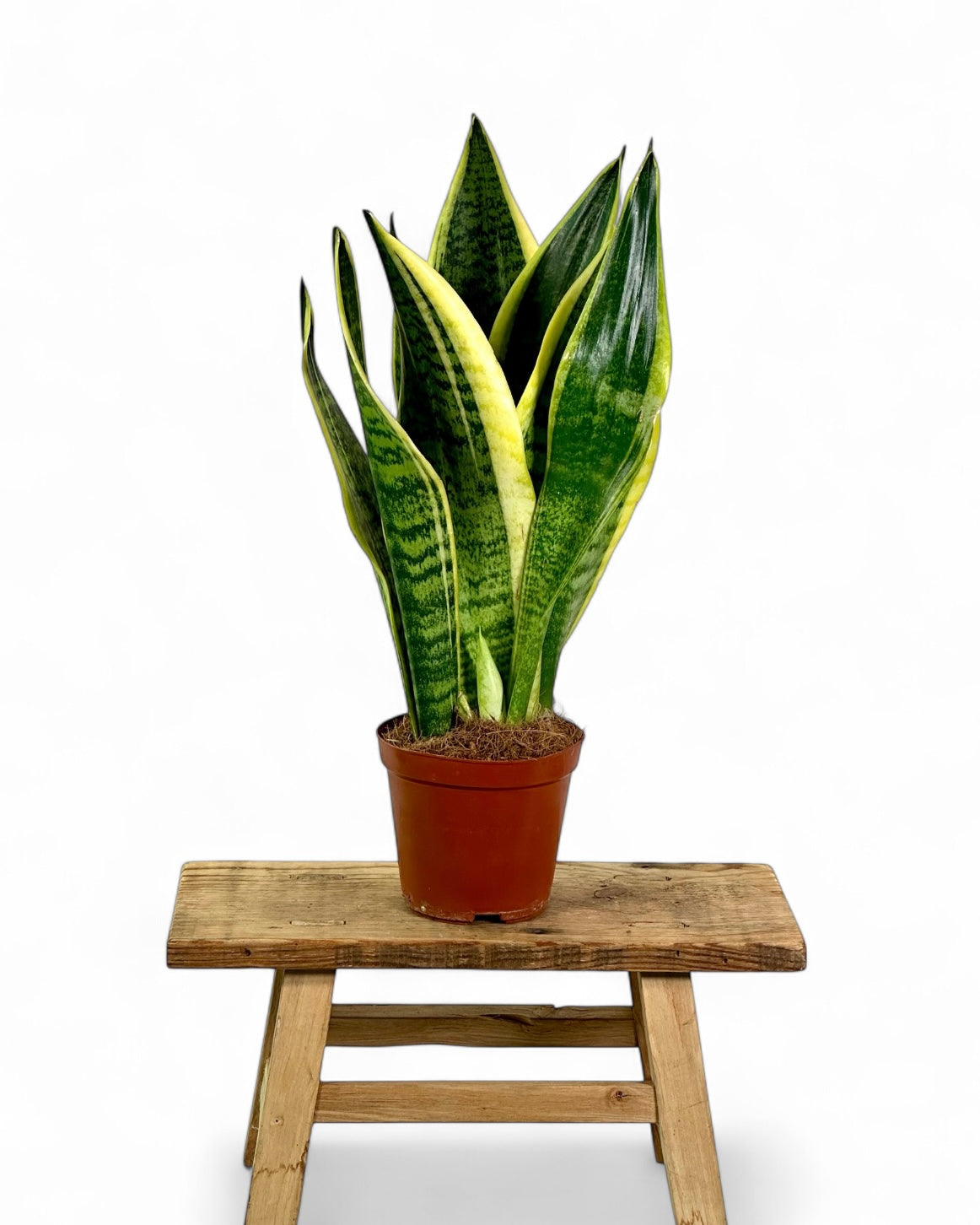 Sansevieria Superba 'pot Ø12 cm'