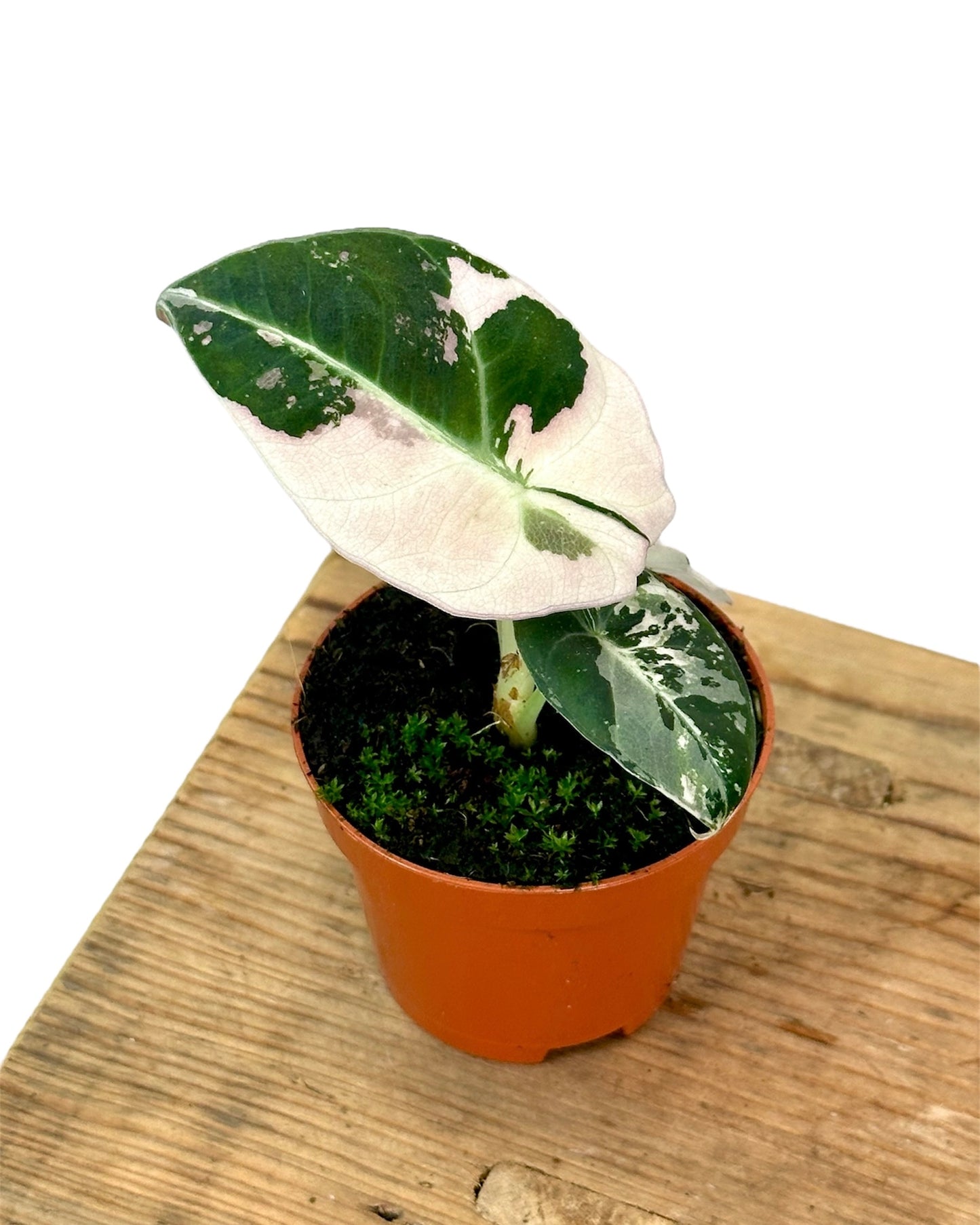 Alocasia Black Velvet Pink variegata - Baby plant