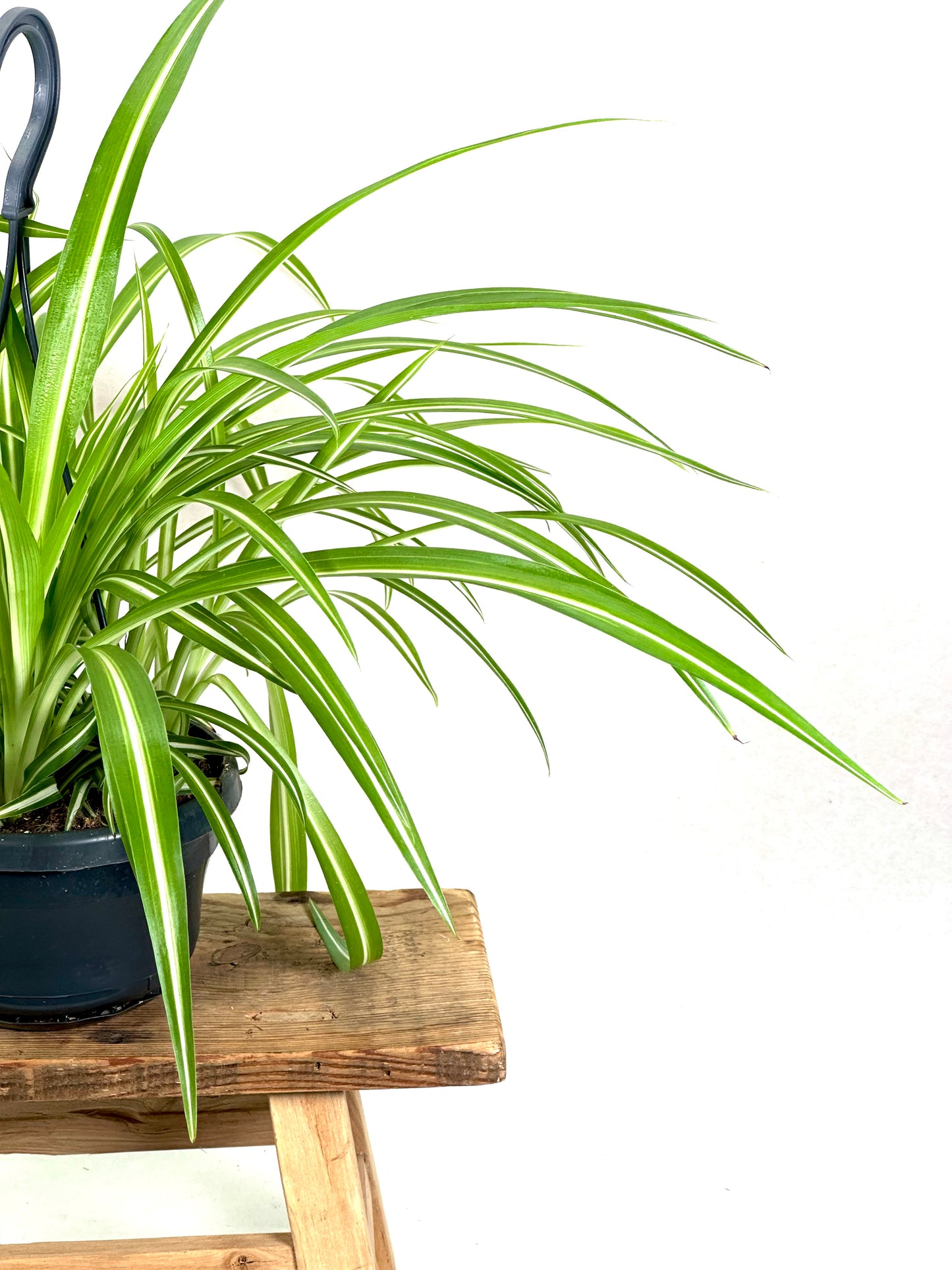 Chlorophytum Comosum Ocean - suspension
