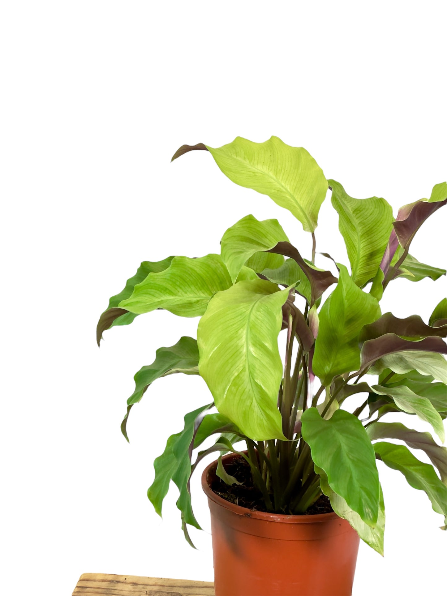 Calathea Yellow