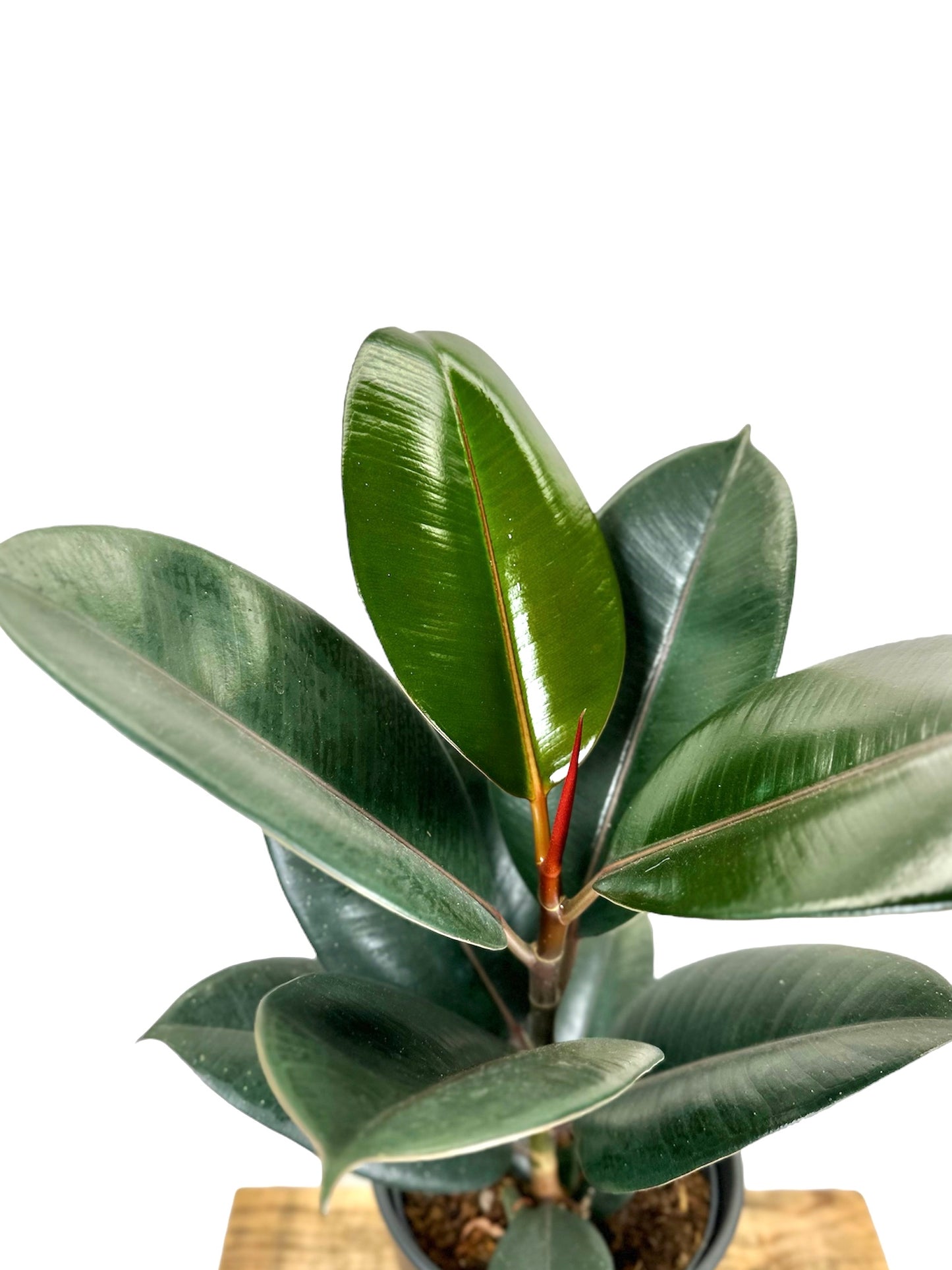 Ficus Elastica