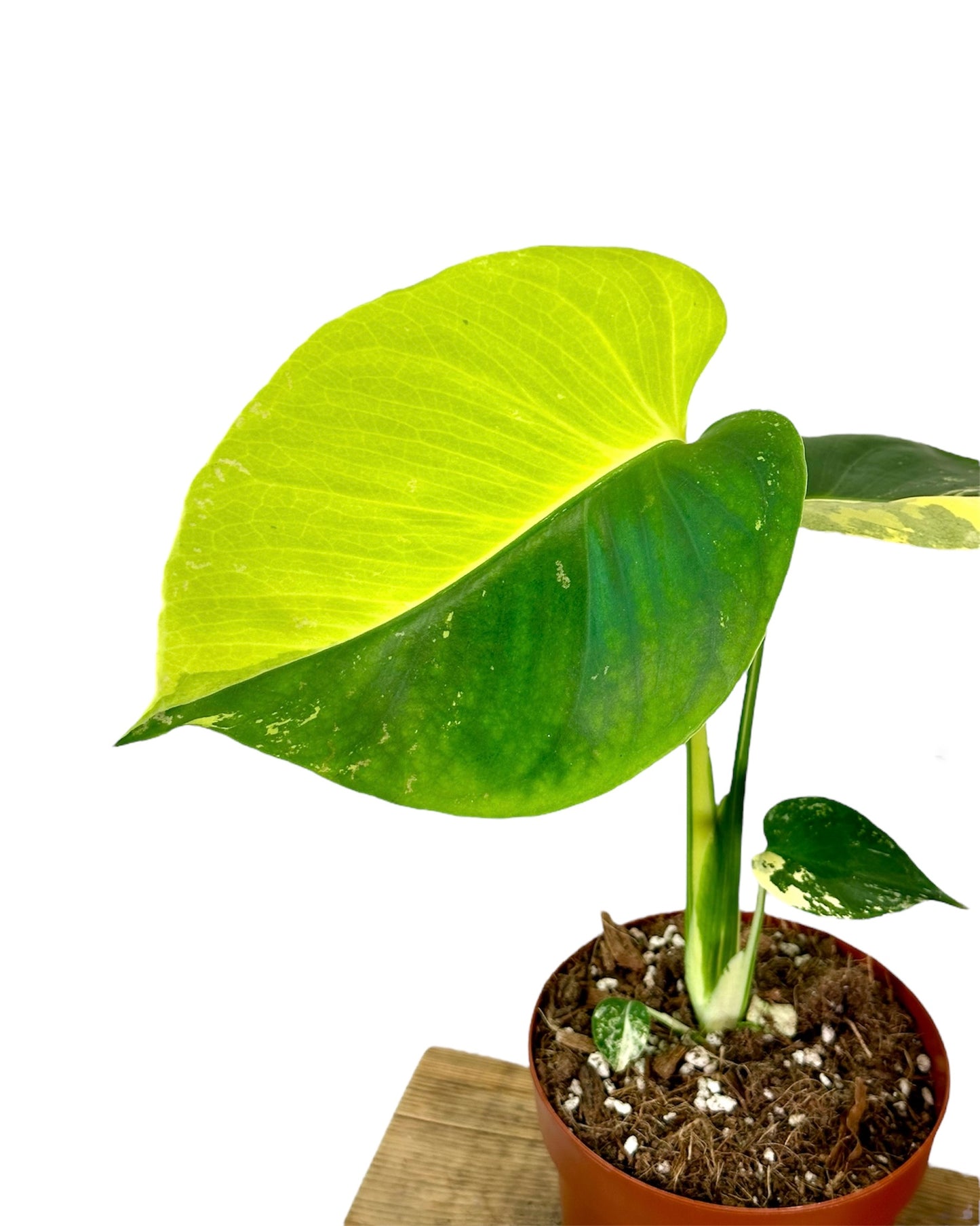 Monstera Deliciosa Aurea variegata