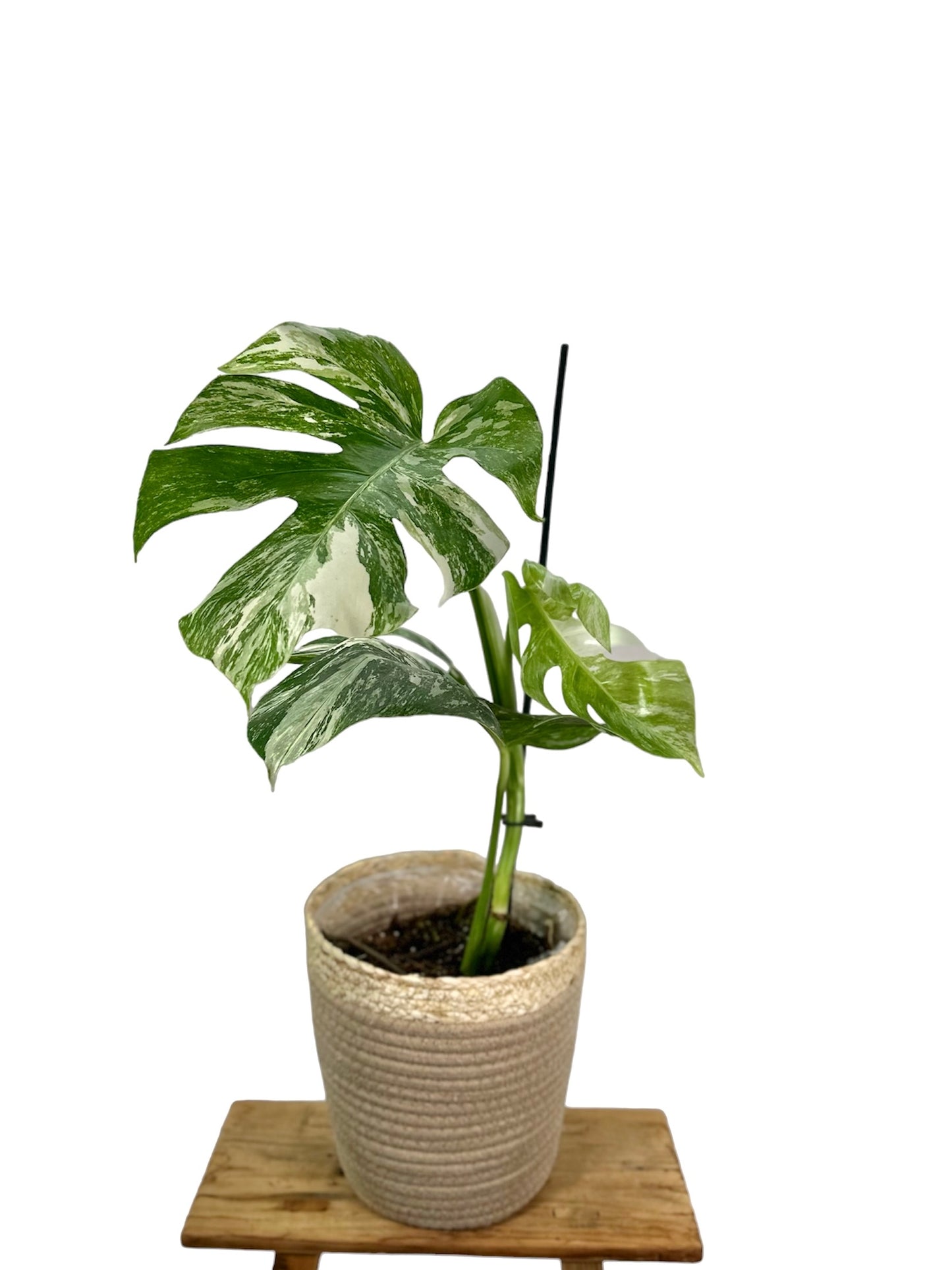 Monstera Borsigiana variegata 1005