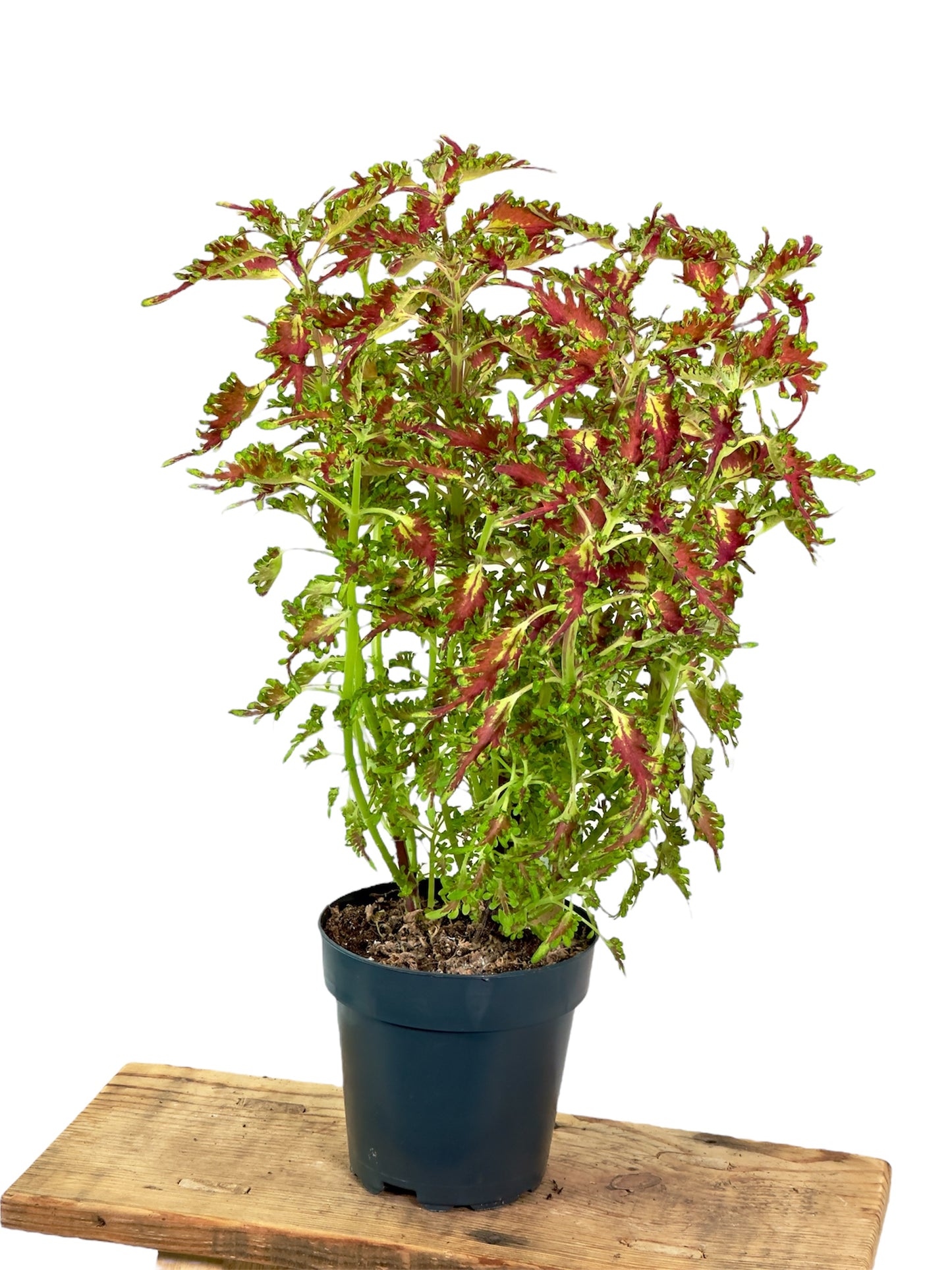 Coleus/Solenostemon Hybrid ''SP''