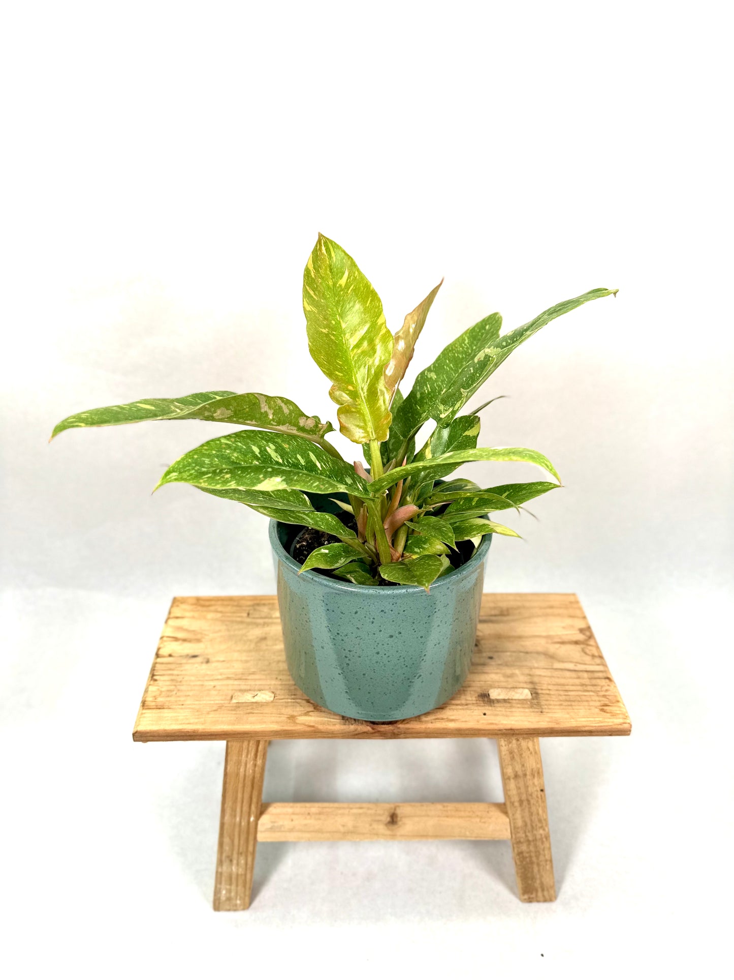 Philodendron Ring of Fire