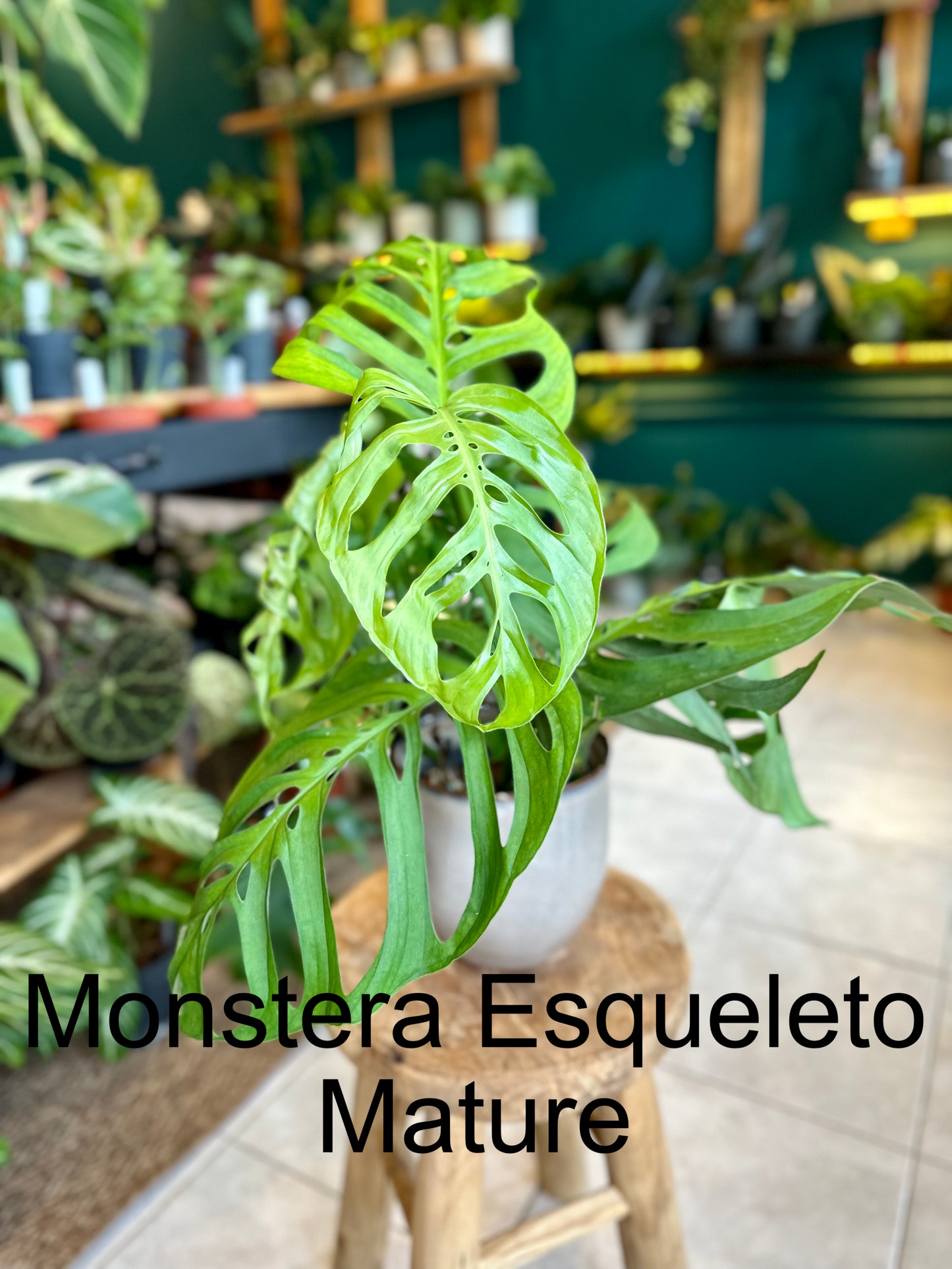 Monstera Esqueleto - Baby plant