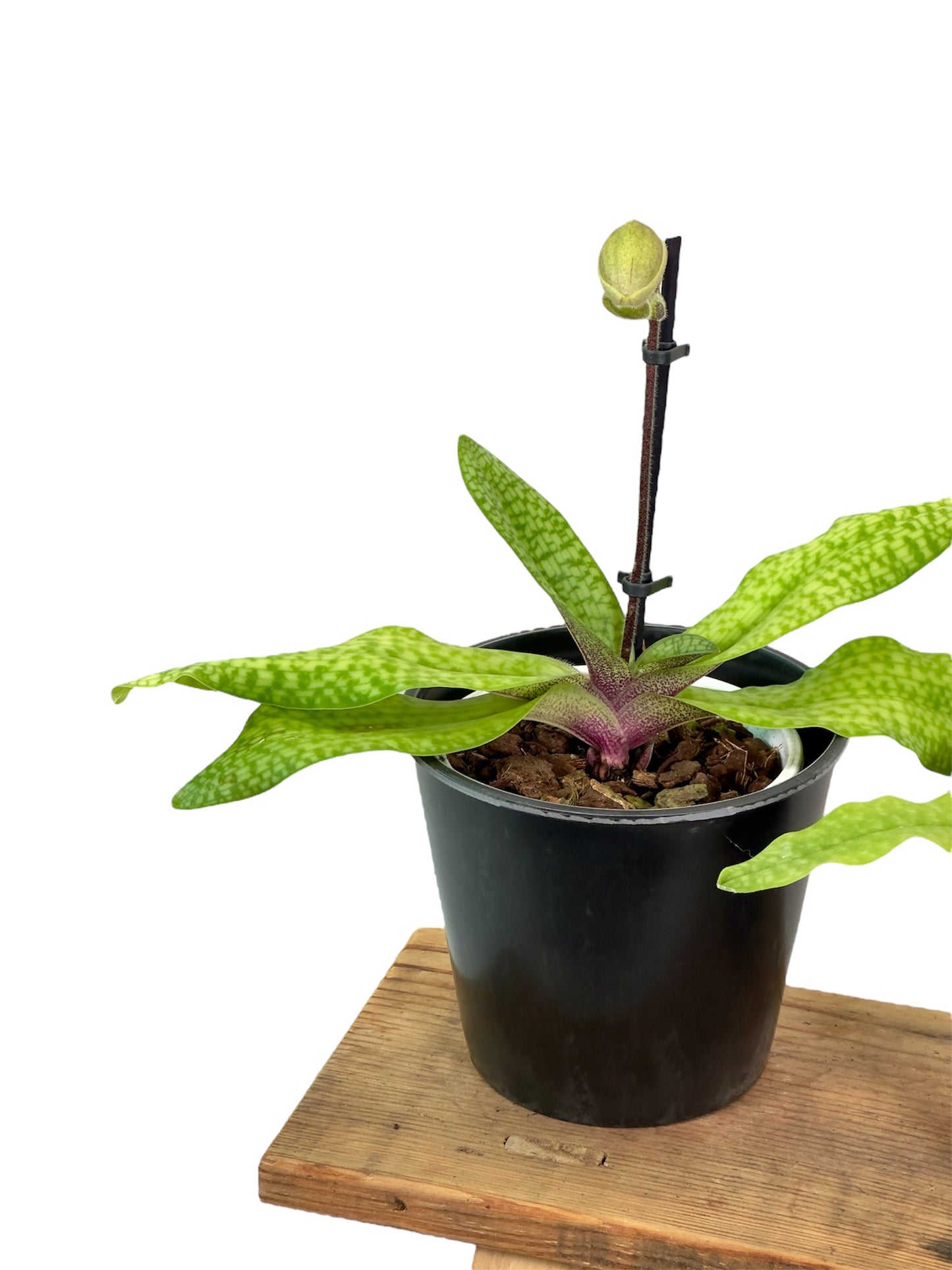 Paphiopedilum Niveum ''SP''