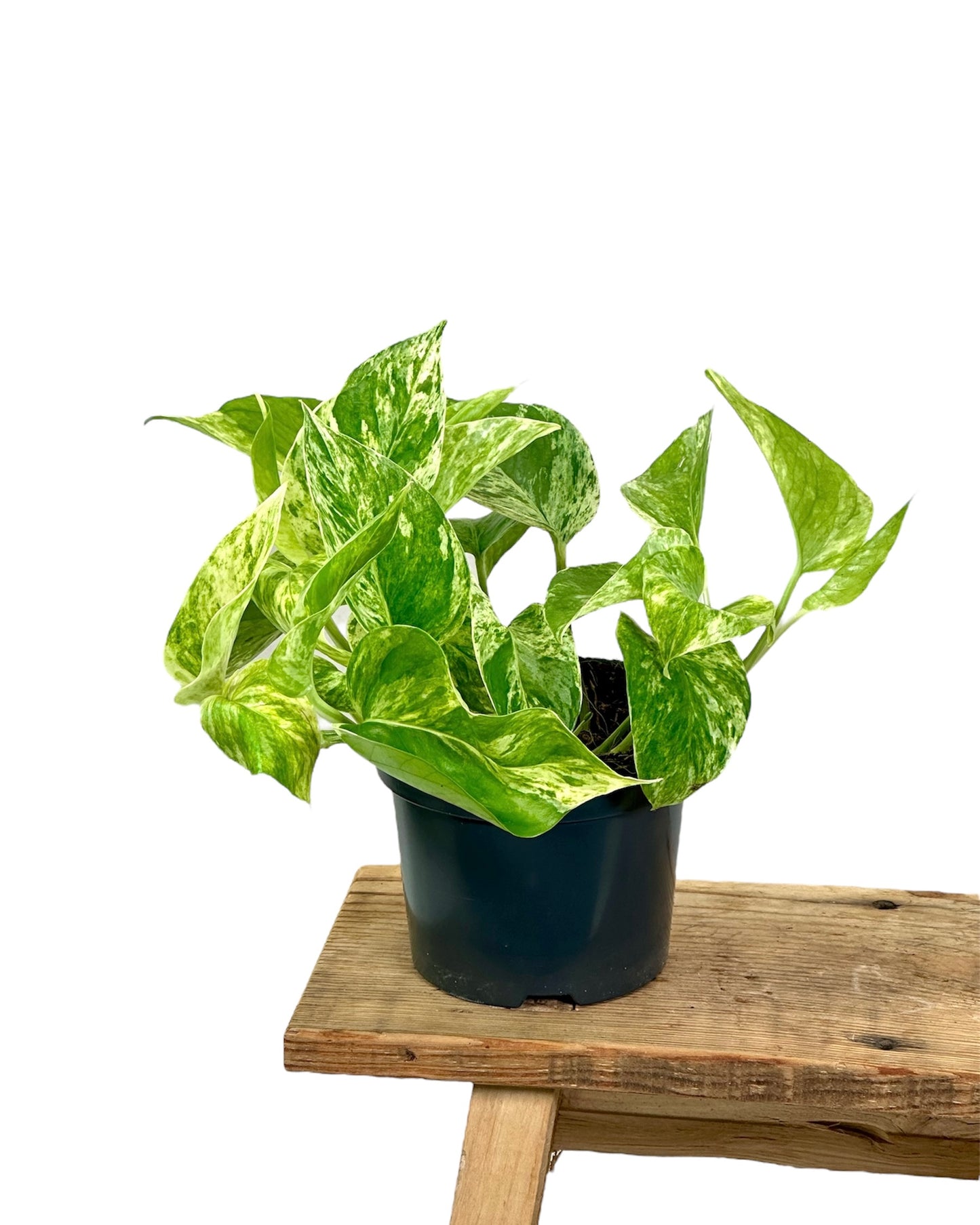 Epipremnum Marble Queen