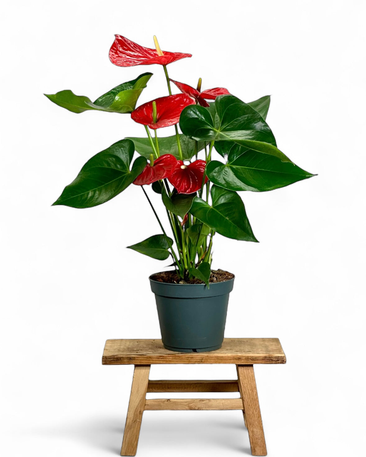 Anthurium Royal Red Champion - XL