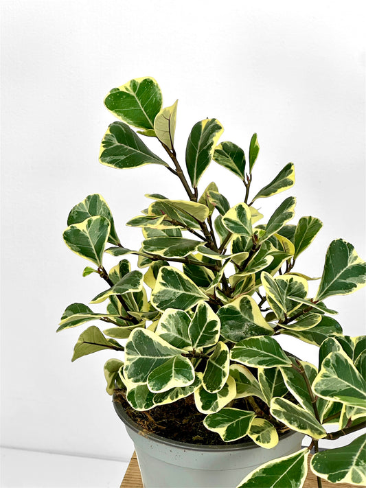 Ficus Triangularis variegata