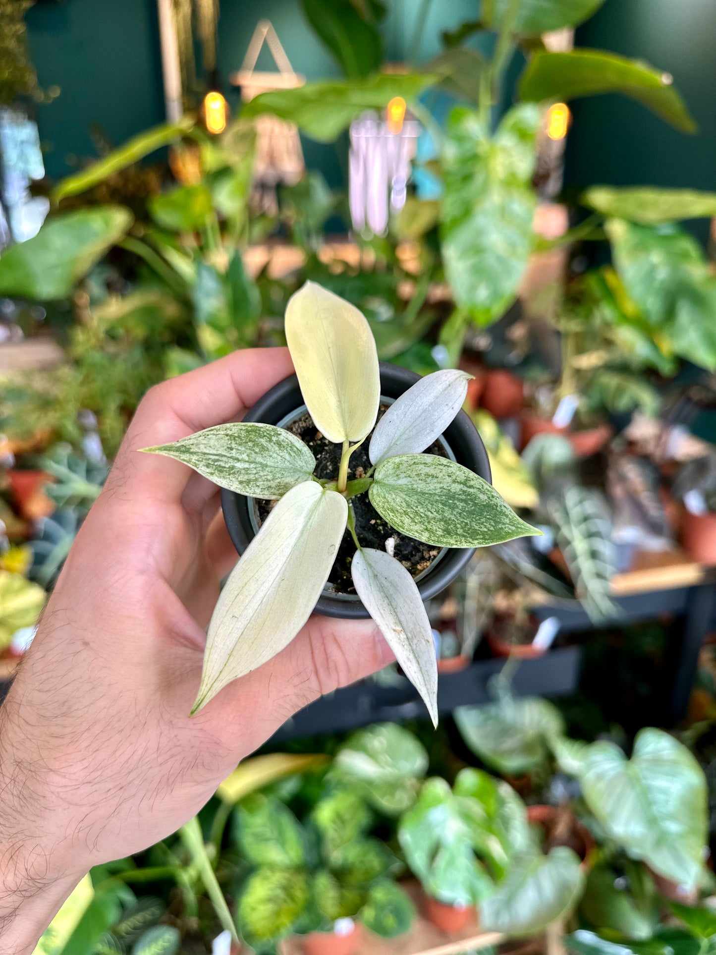Philodendron Florida Ghost - Baby plant