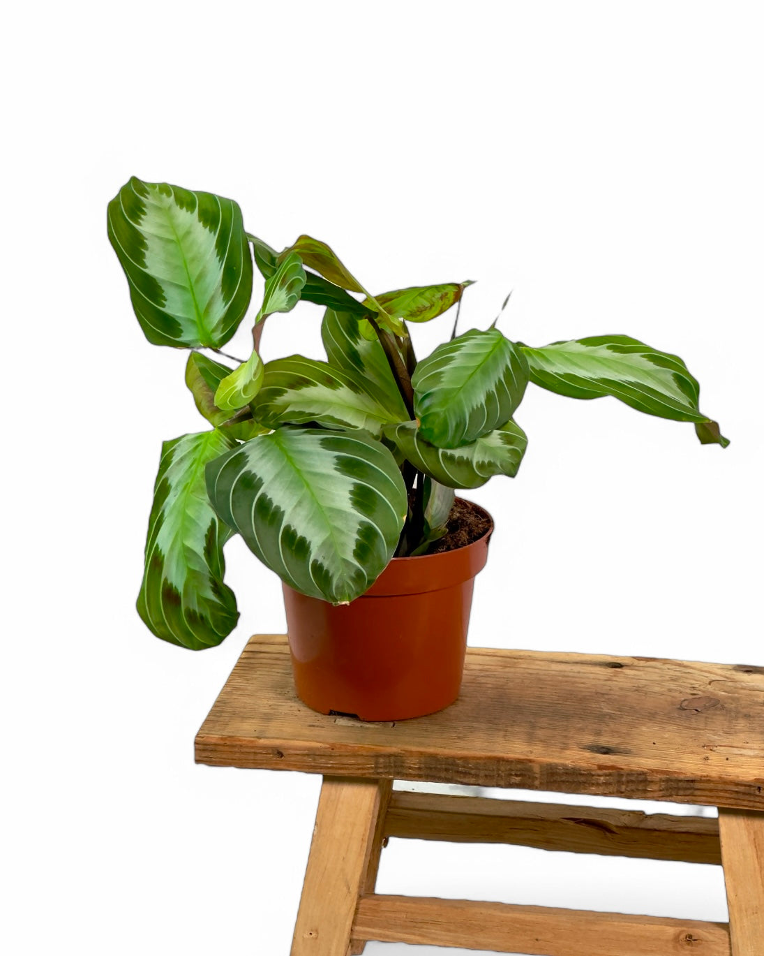 Maranta Silver Band