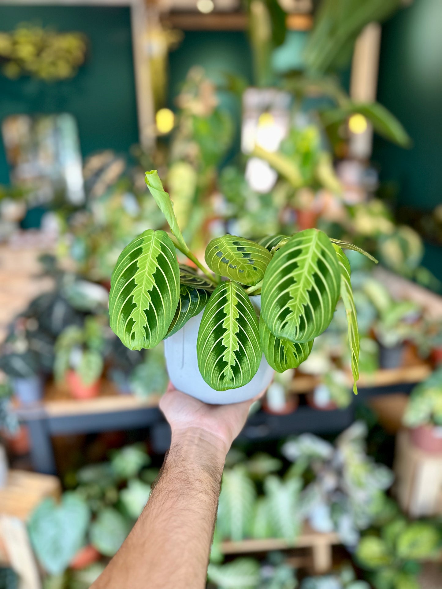 Maranta Leuconeura Lemon Lime