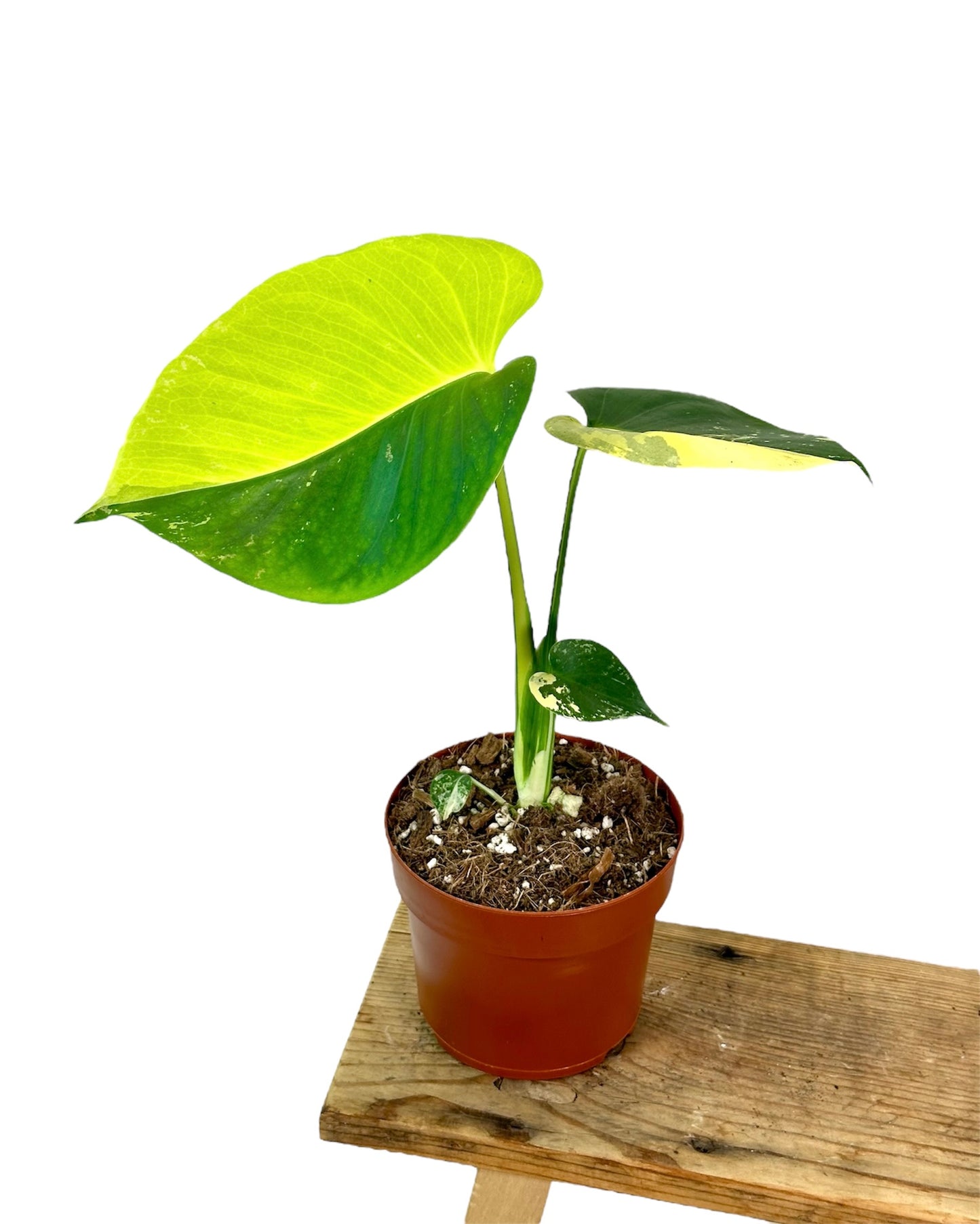 Monstera Deliciosa Aurea variegata