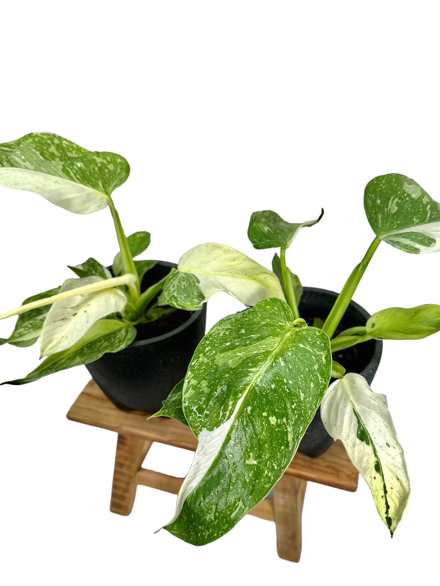 Philodendron Jose Buono