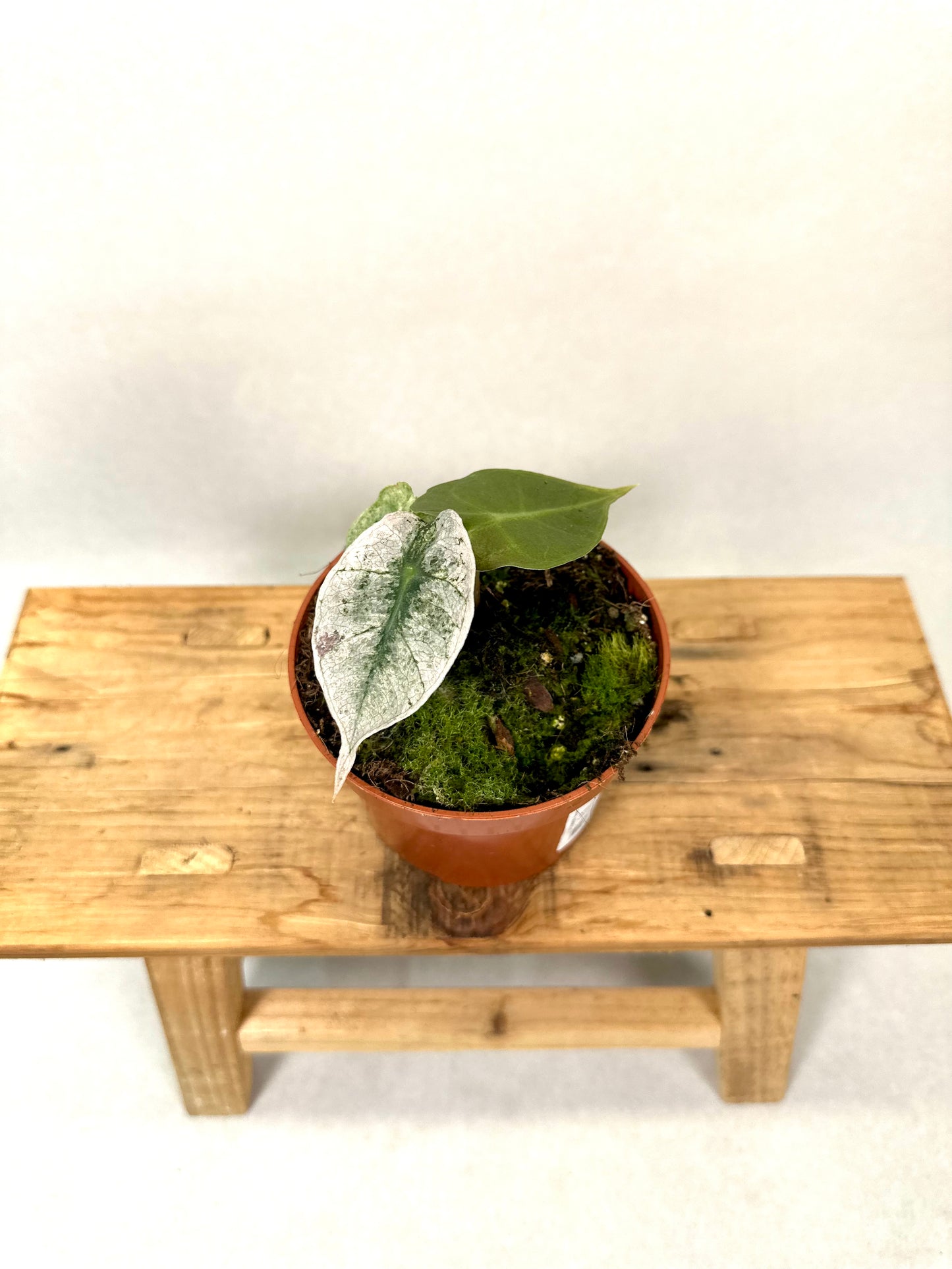 Alocasia Polly variegata 0902